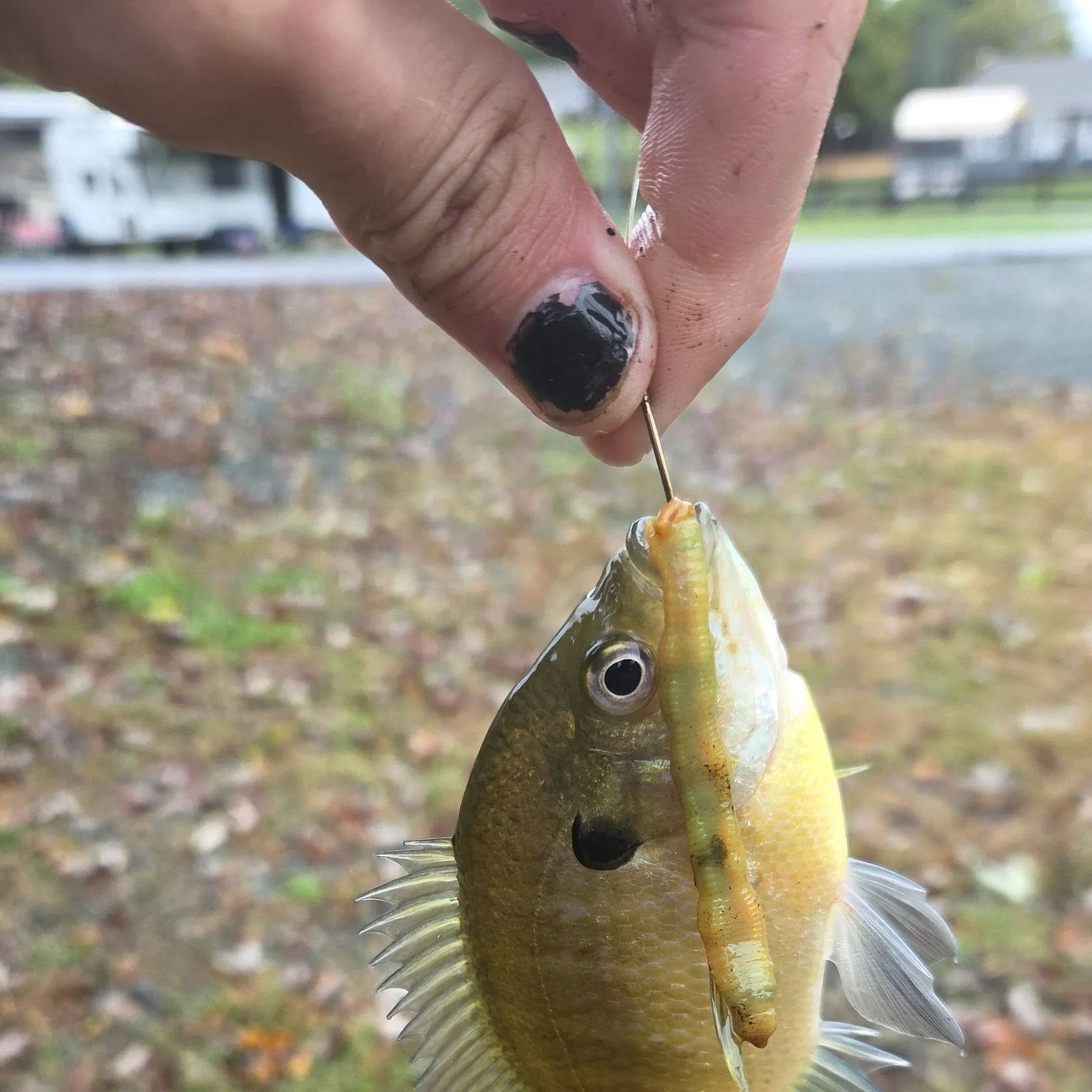 Redbreast sunfish caught on Fishbrain