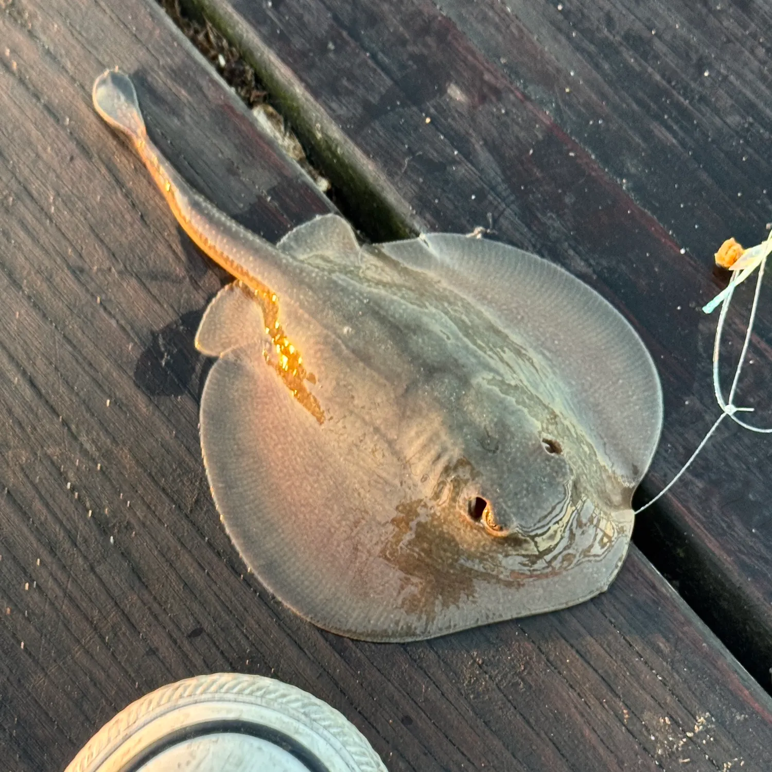 Haller's round ray caught on Fishbrain