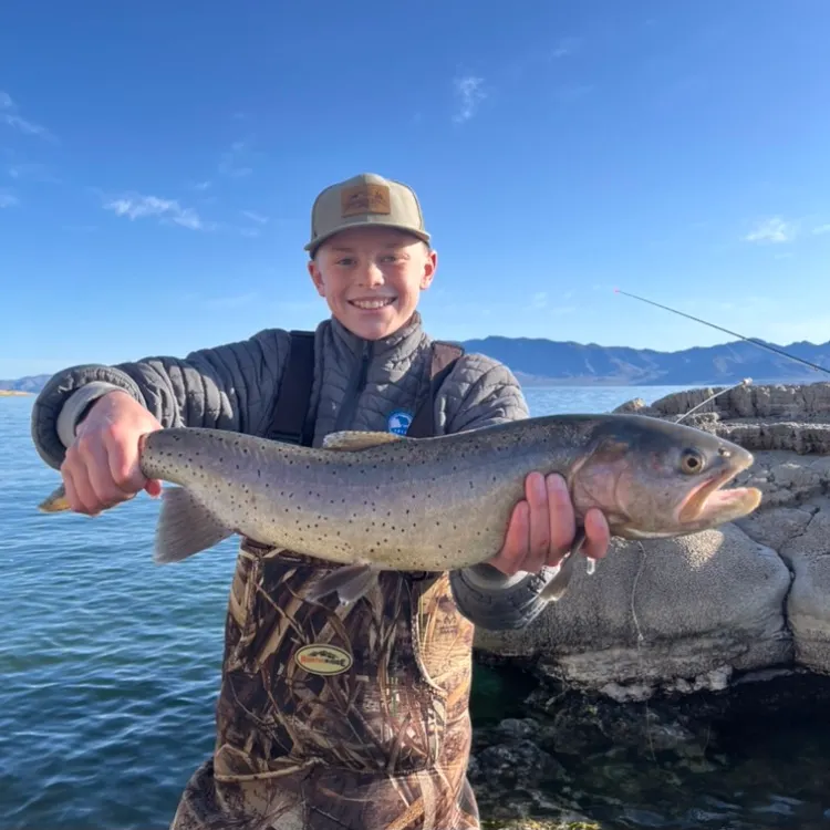 The most recent Lahontan cutthroat trout catches on Fishbrain