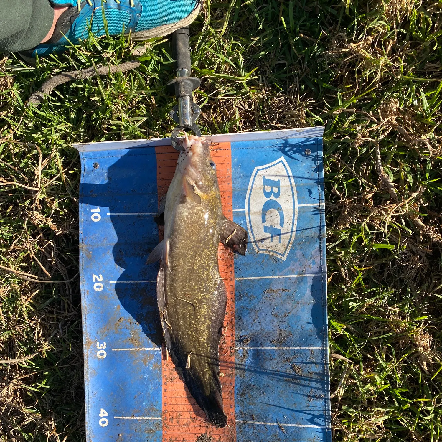 The most recent Dewfish catches on Fishbrain