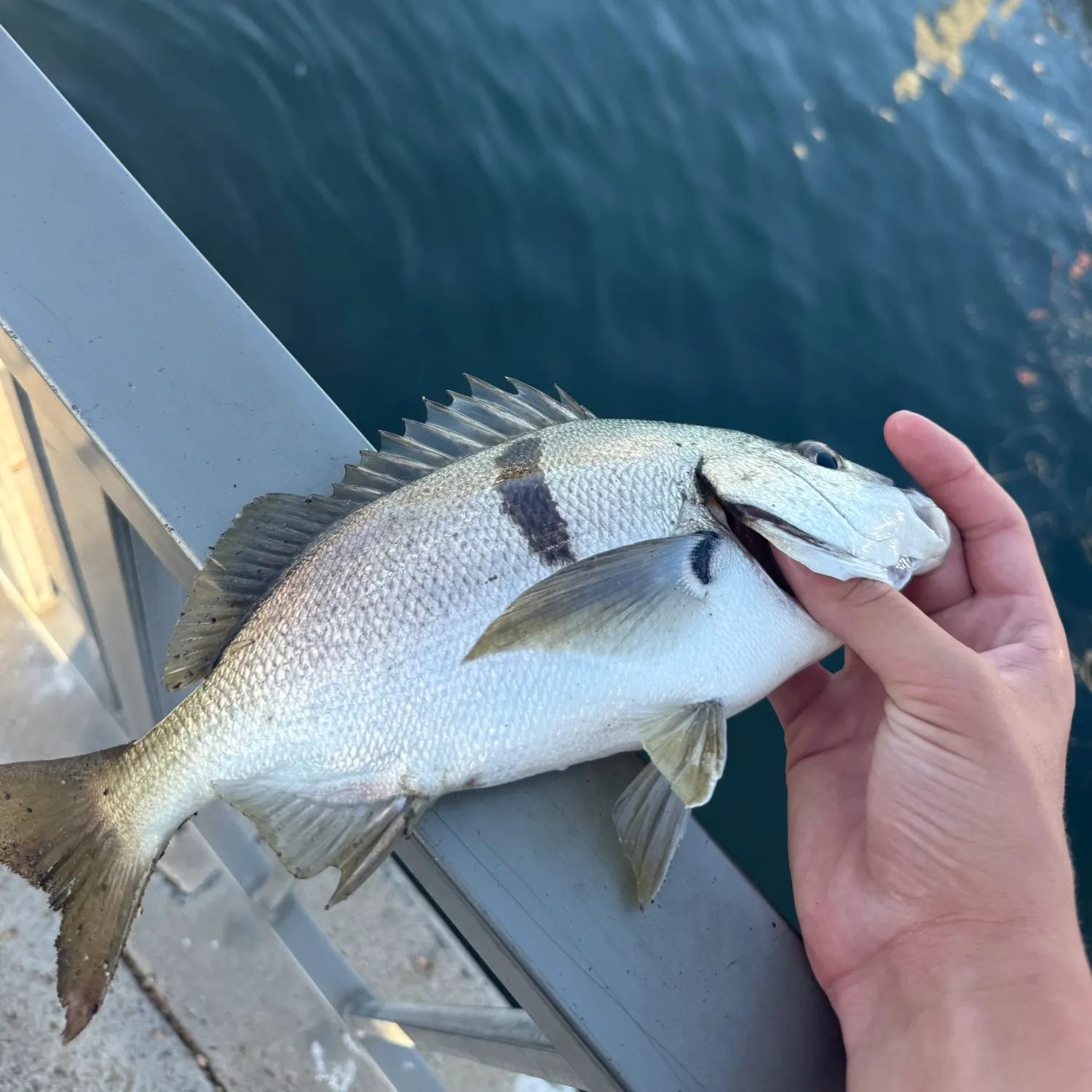 The most recent Sargo catches on Fishbrain