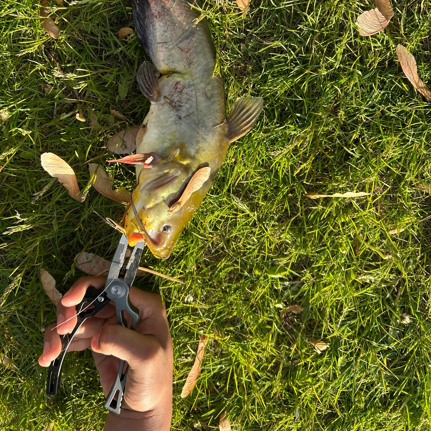 catch