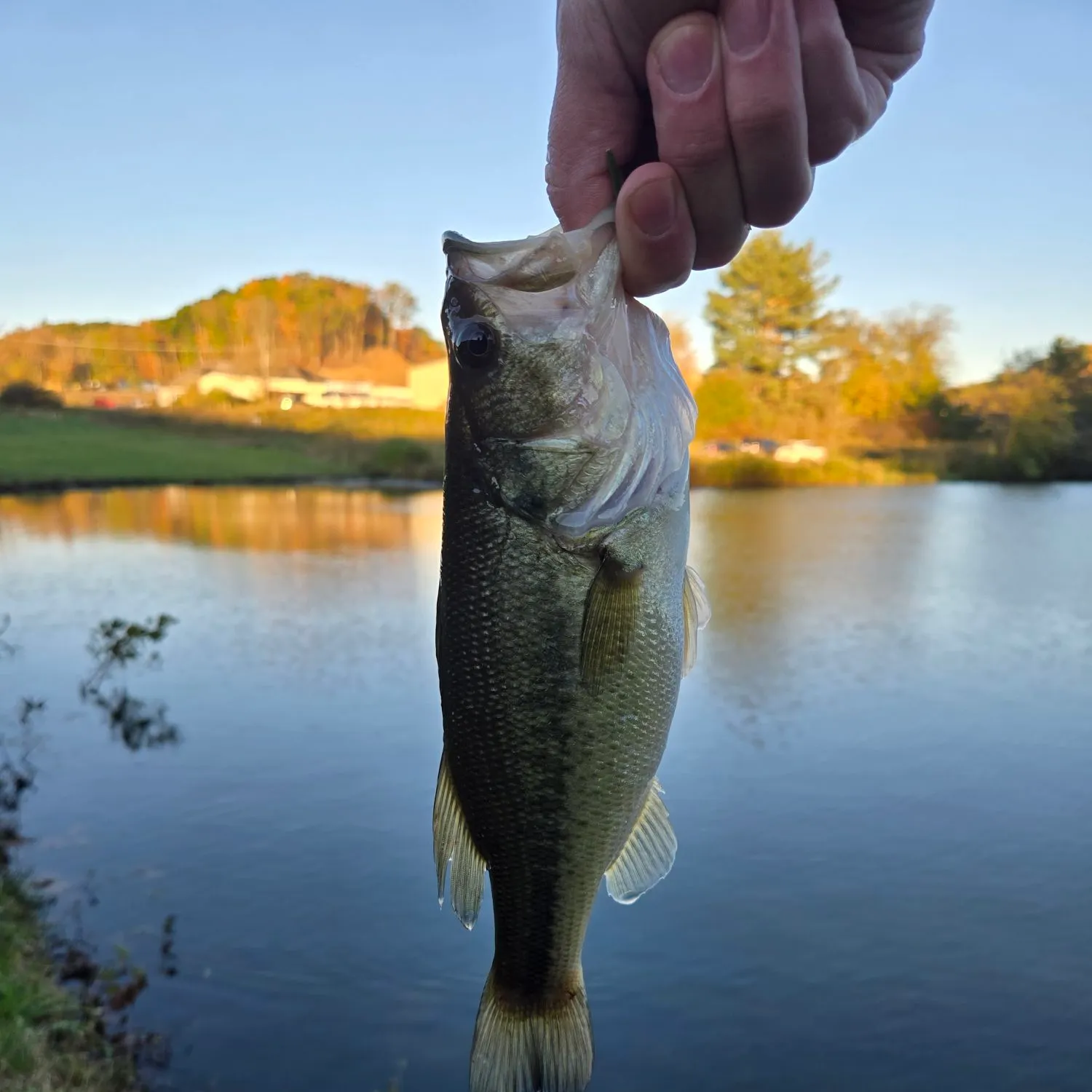 Spotted bass caught on Fishbrain