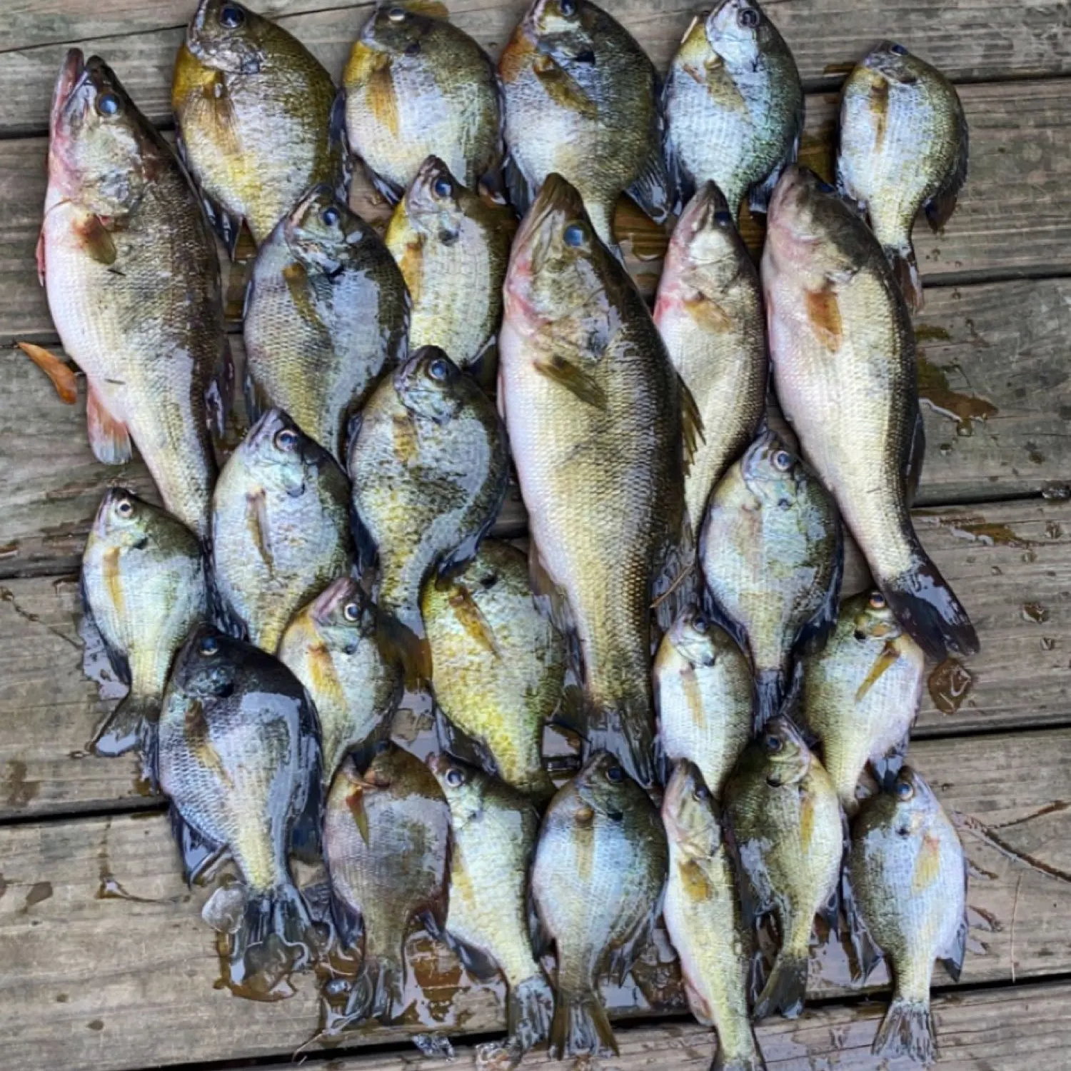 recently logged catches