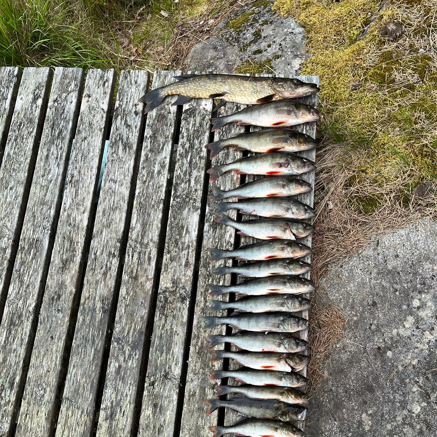 recently logged catches