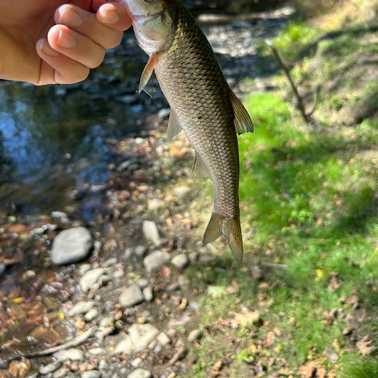 The most recent Fallfish catches on Fishbrain