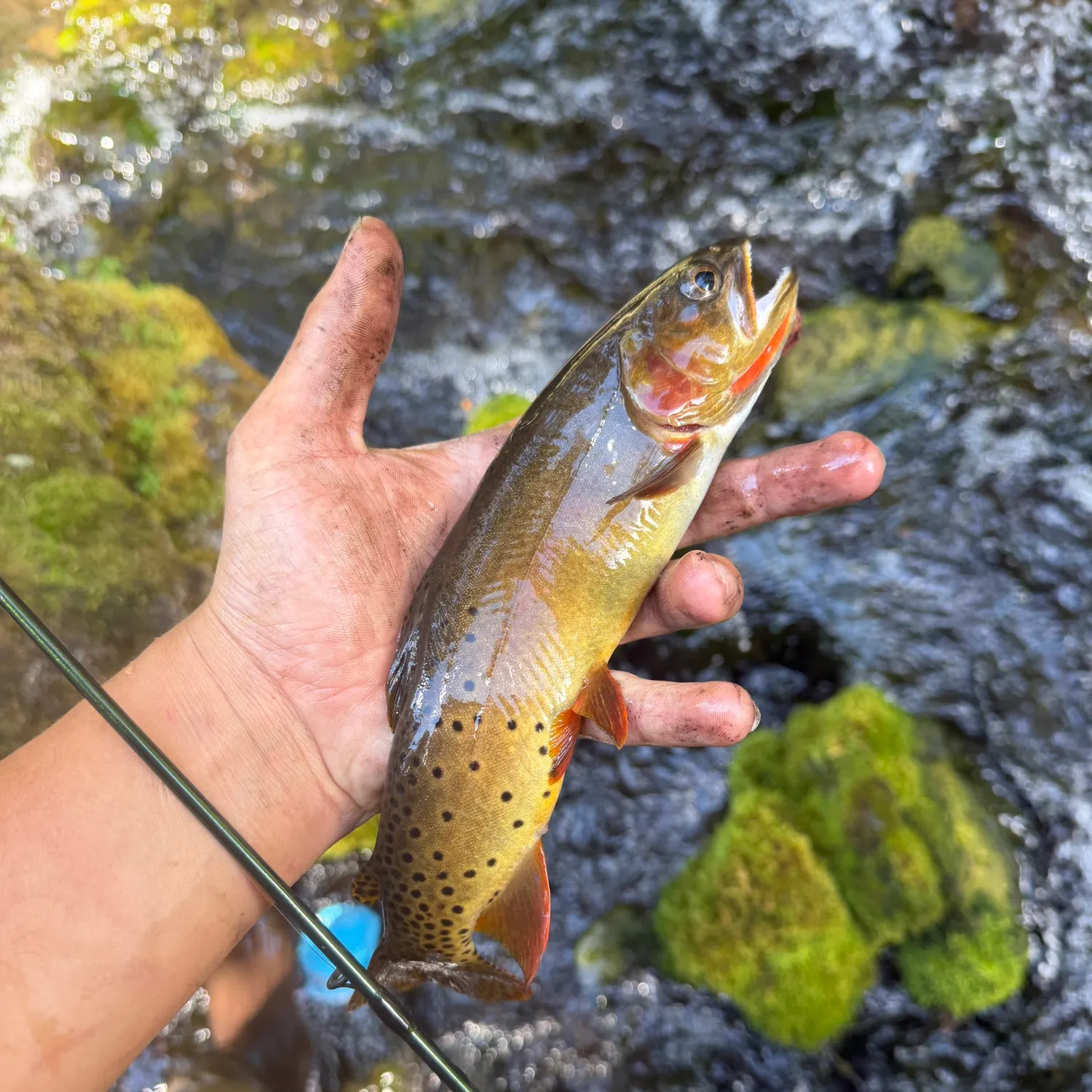 The most recent Yellowstone cutthroat trout catches on Fishbrain