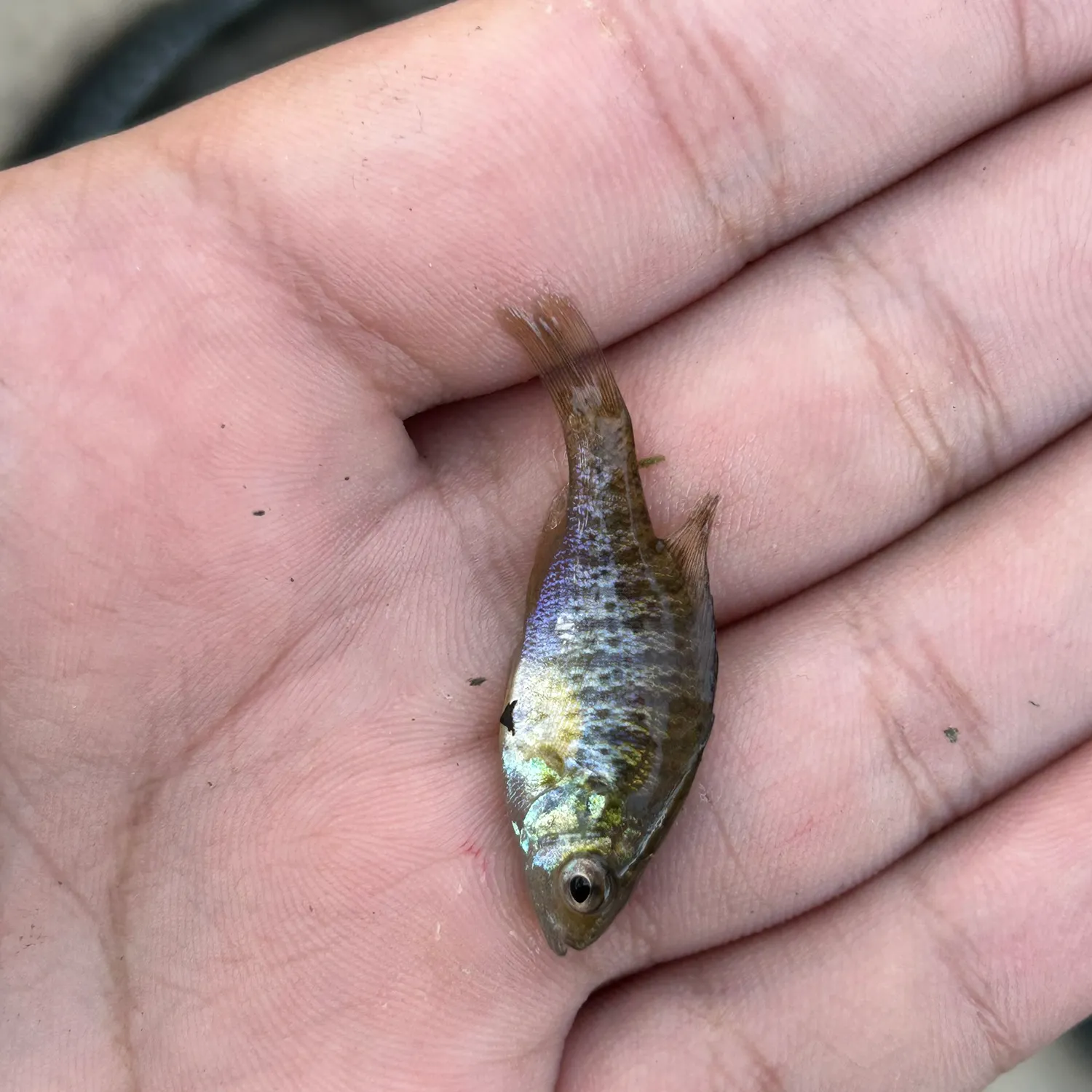 Pumpkinseed caught on Fishbrain