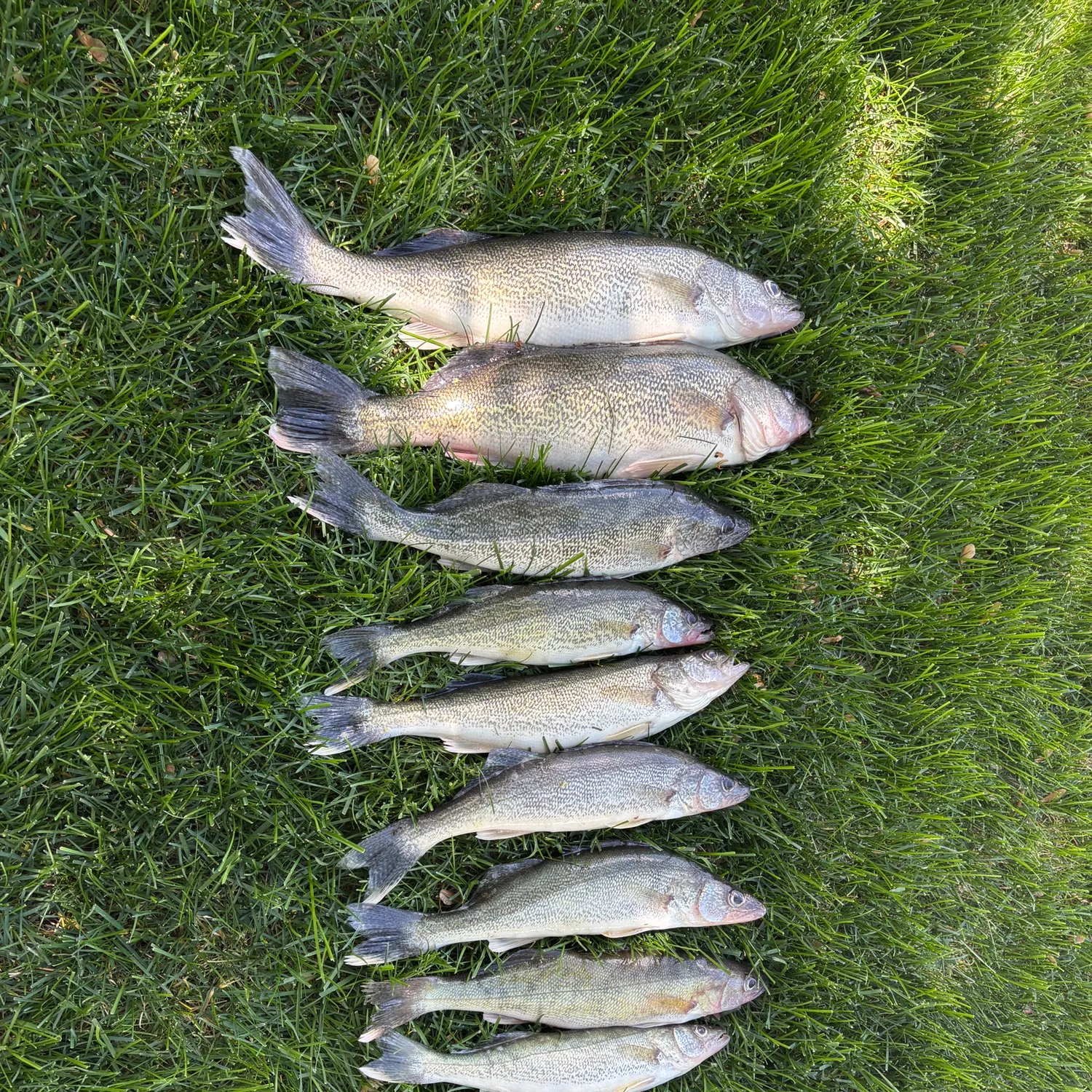 recently logged catches