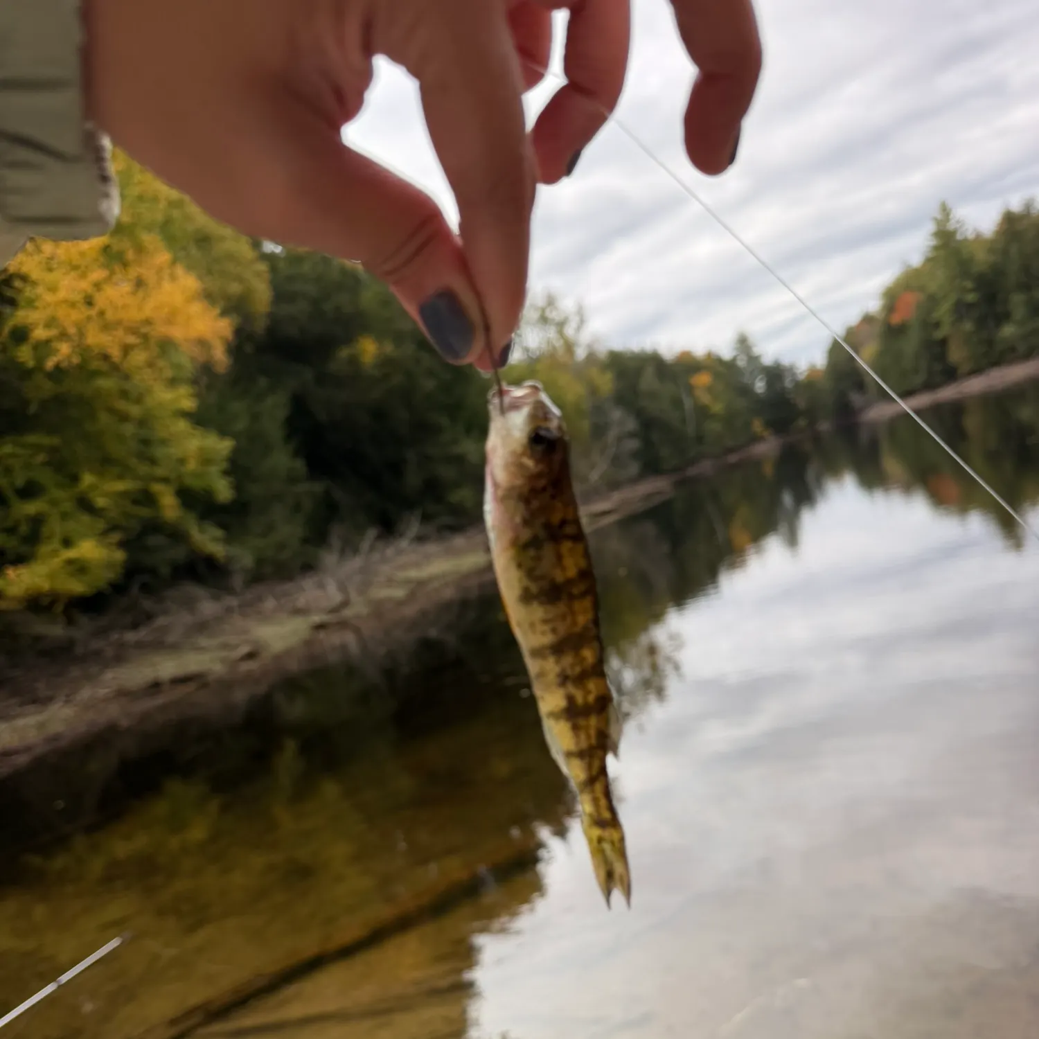 Yellow perch caught on Fishbrain