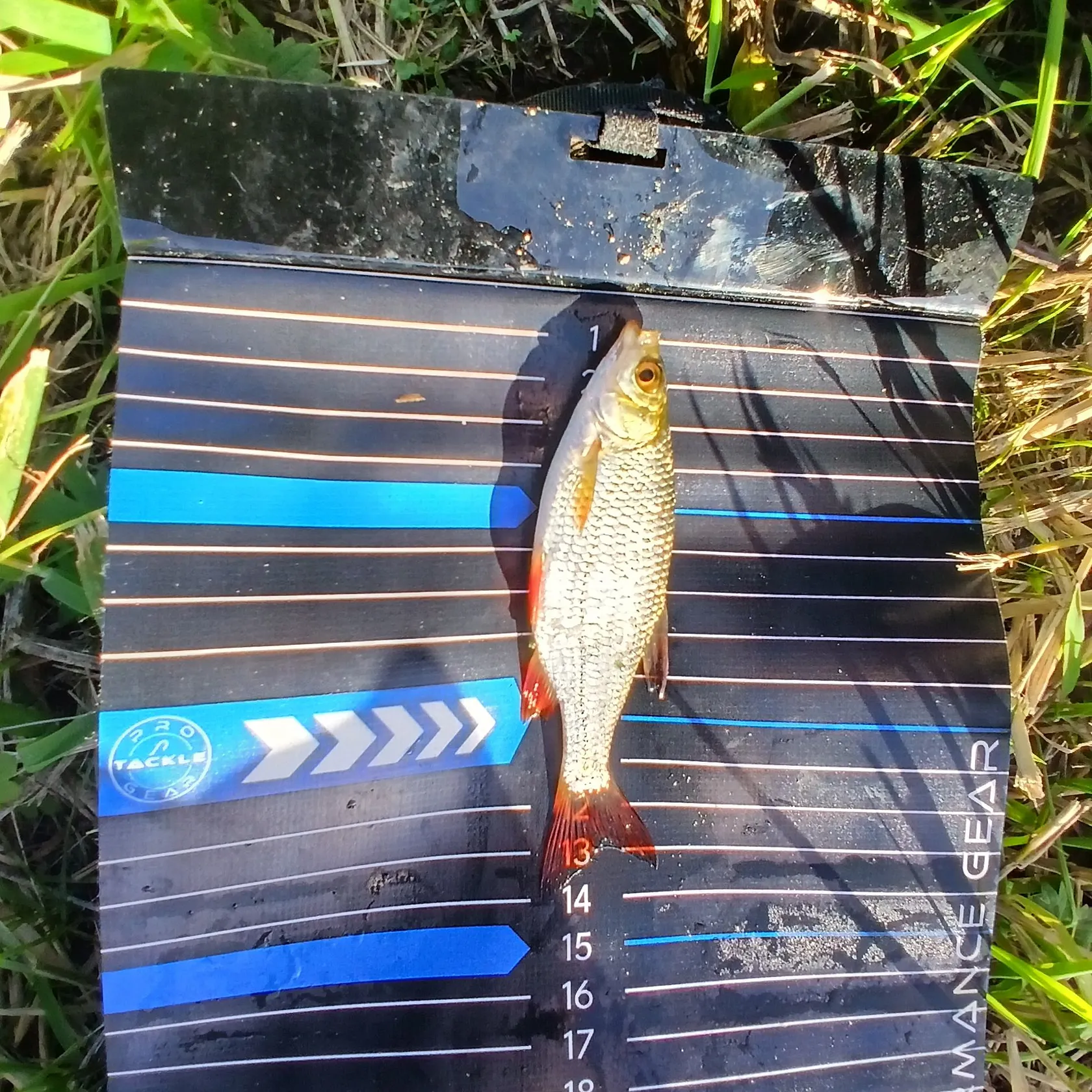 Common rudd caught on Fishbrain