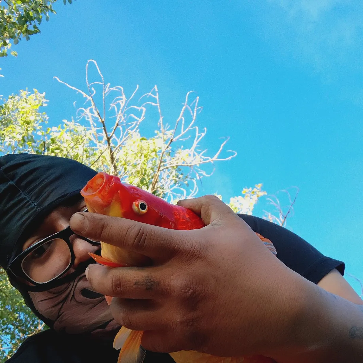 Goldfish caught on Fishbrain