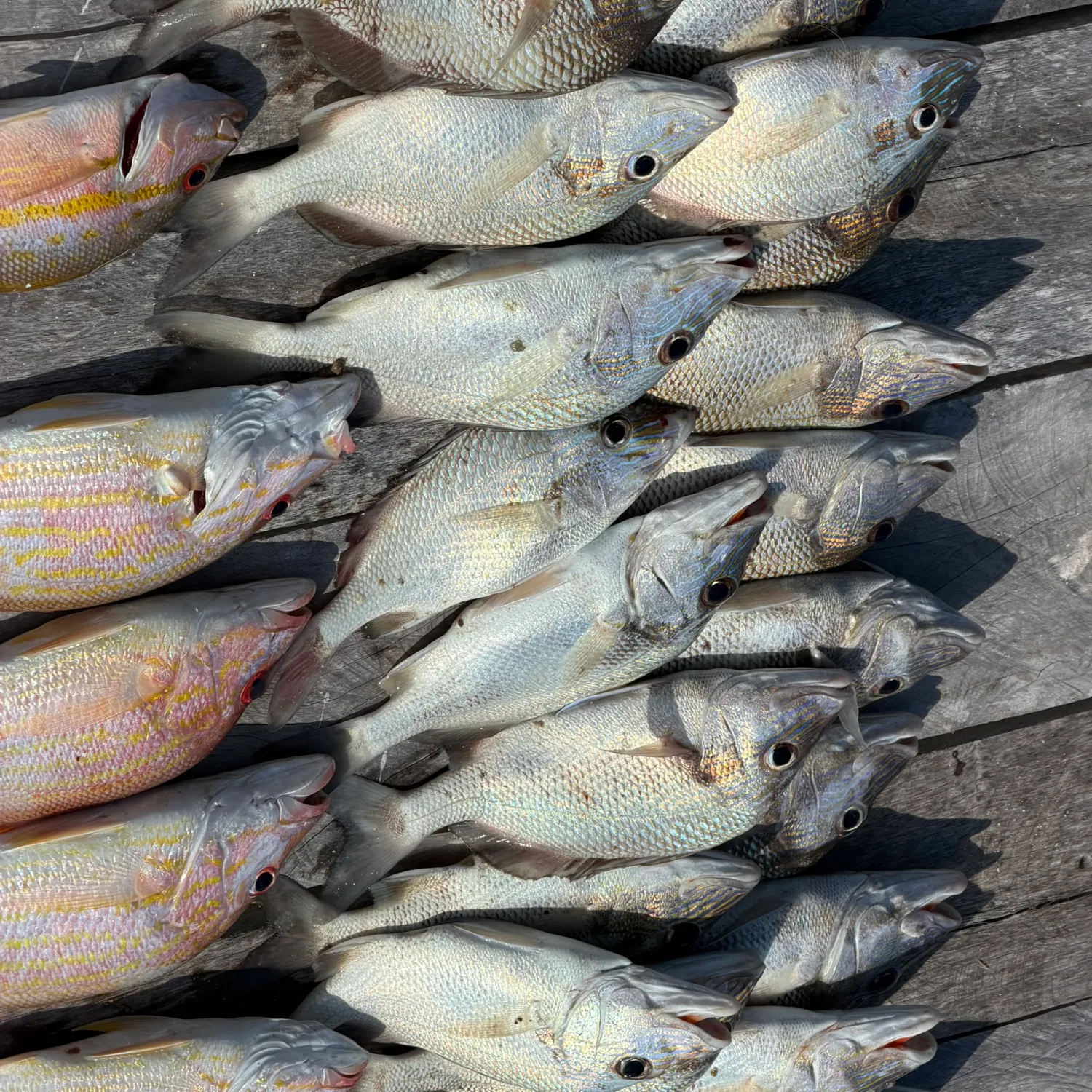 recently logged catches