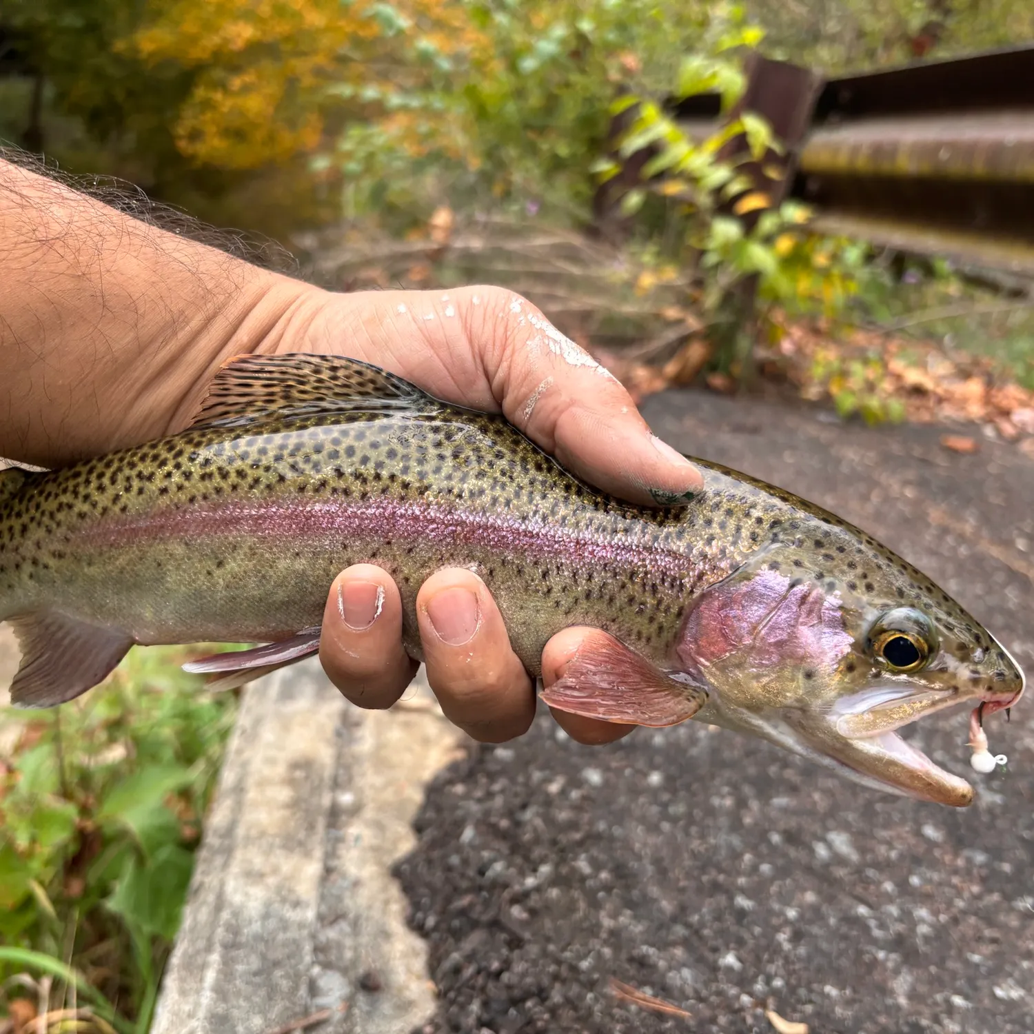 Rainbow trout caught on Fishbrain