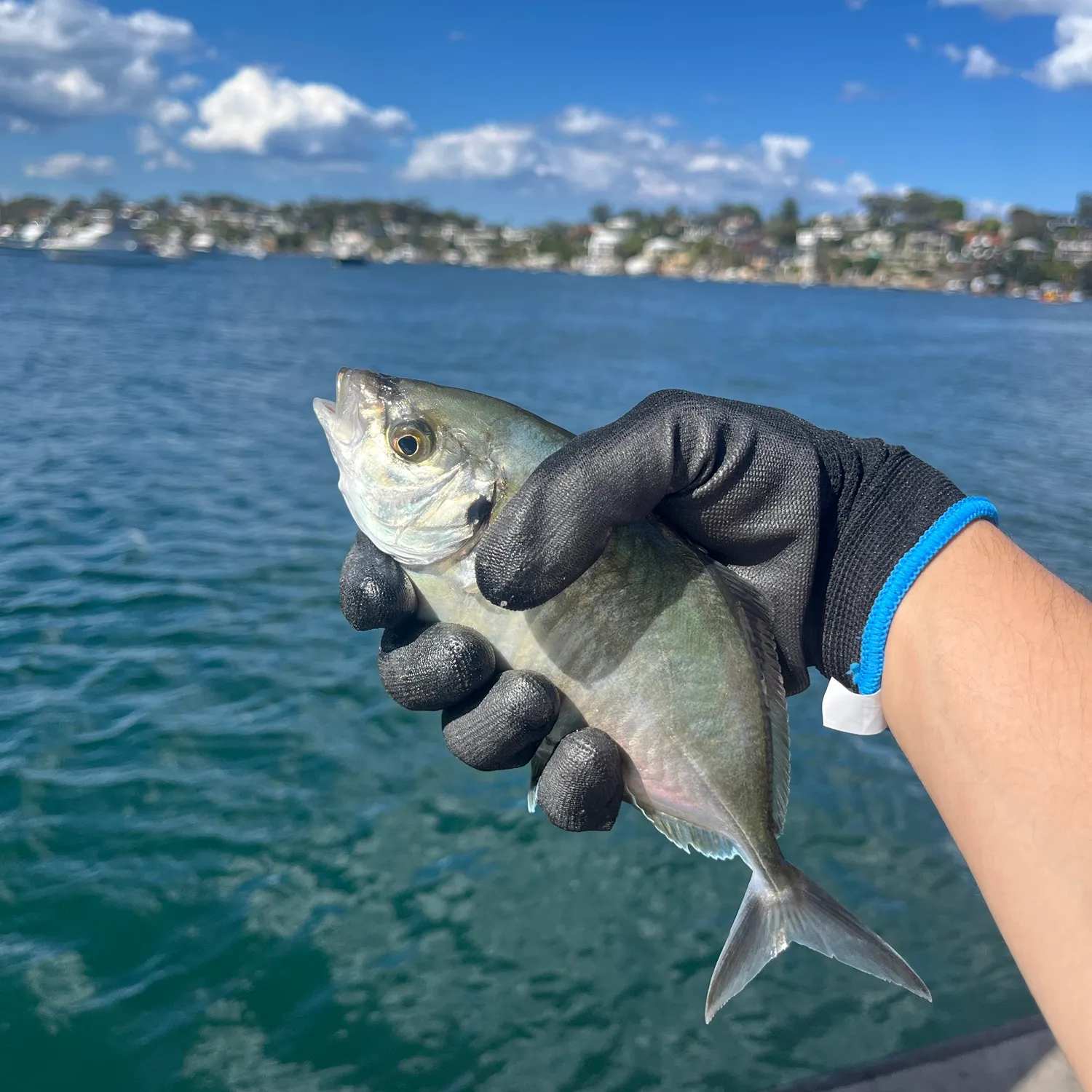 Silver trevally caught on Fishbrain