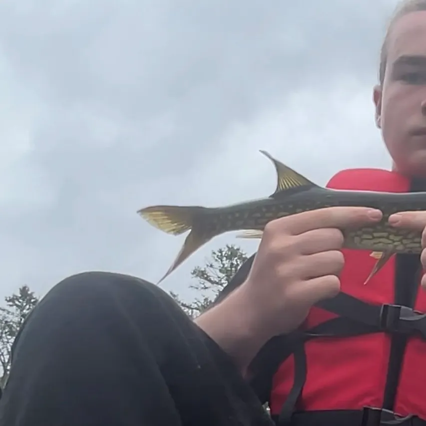 Chain pickerel caught on Fishbrain