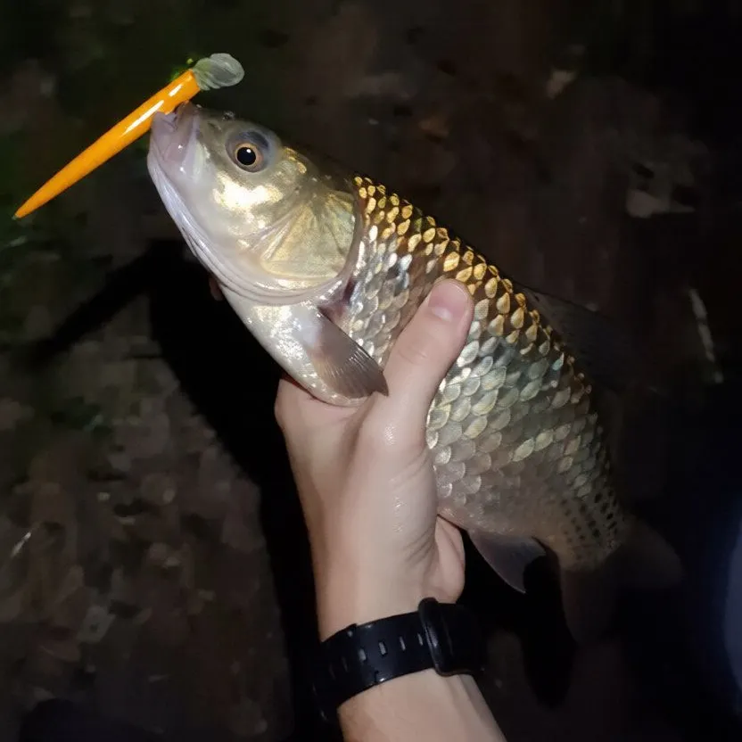 European chub caught on Fishbrain
