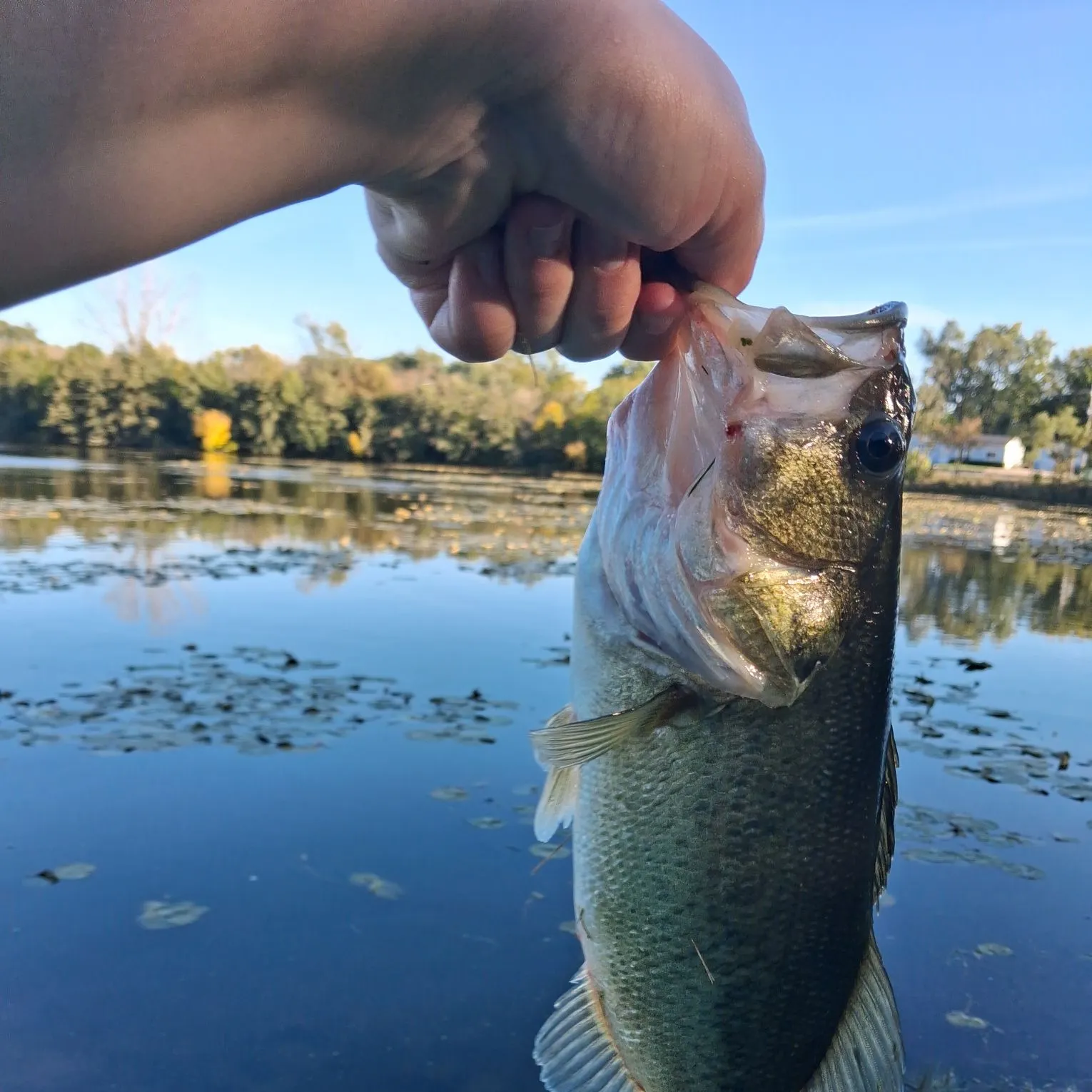 Largemouth bass caught on Fishbrain
