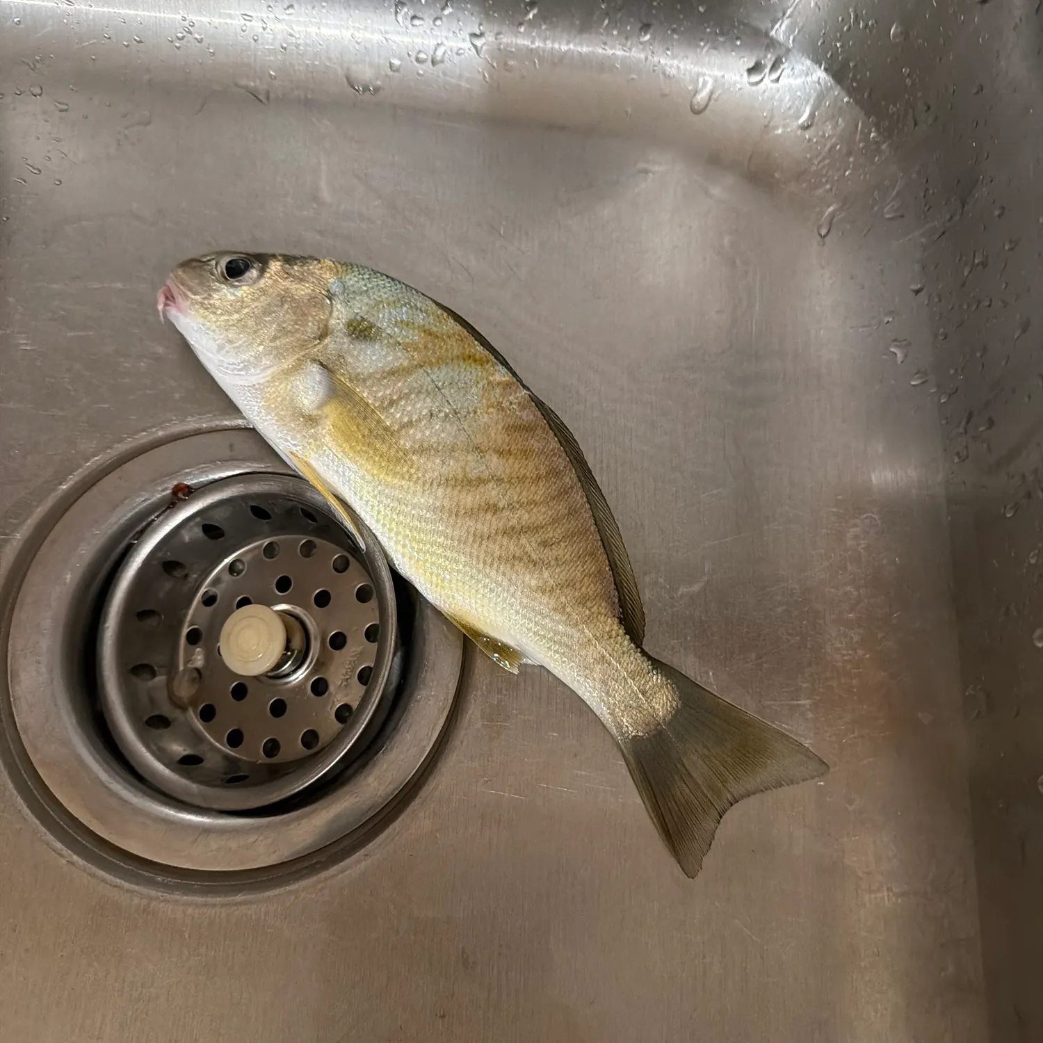 Spot croaker caught on Fishbrain