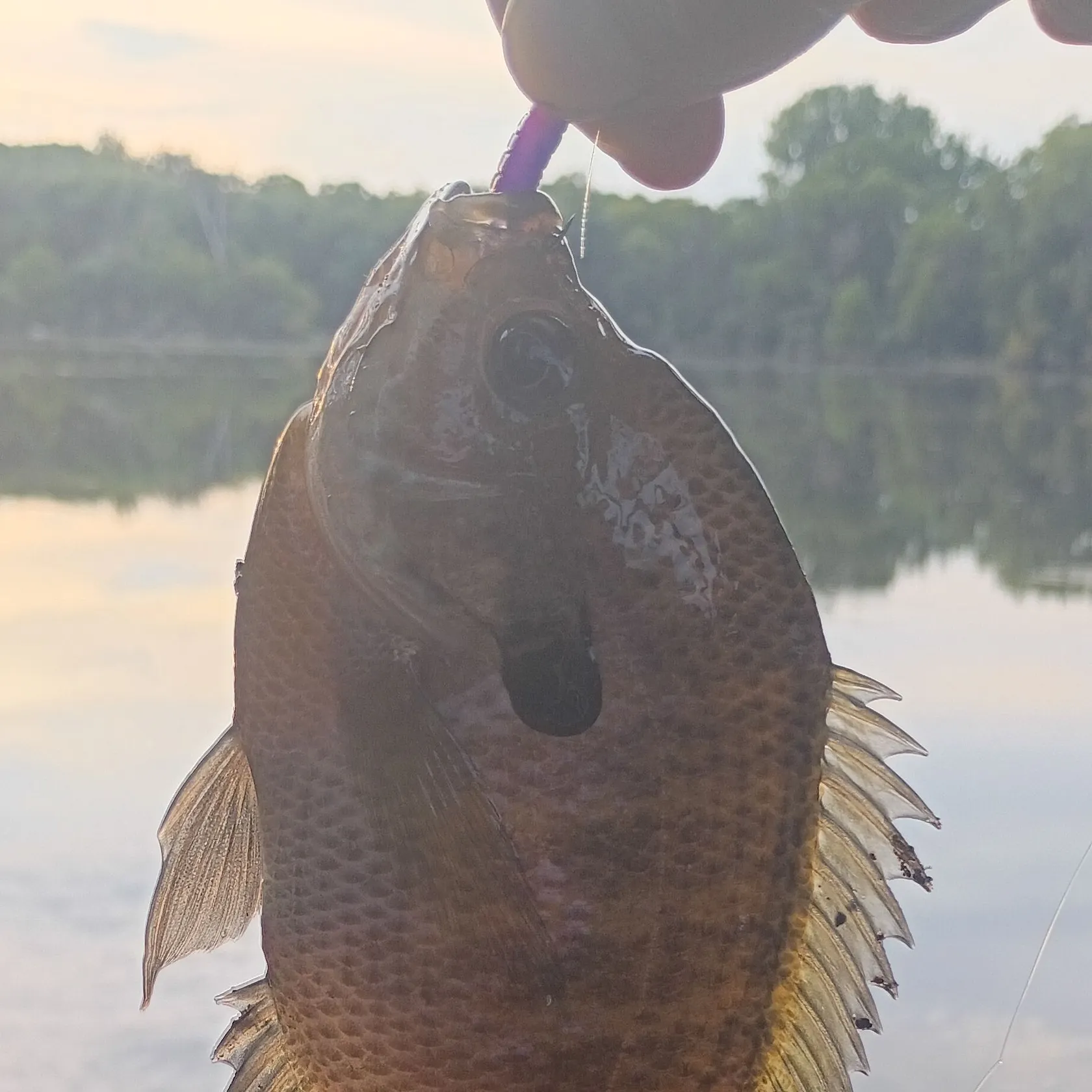 Bluegill caught on Fishbrain