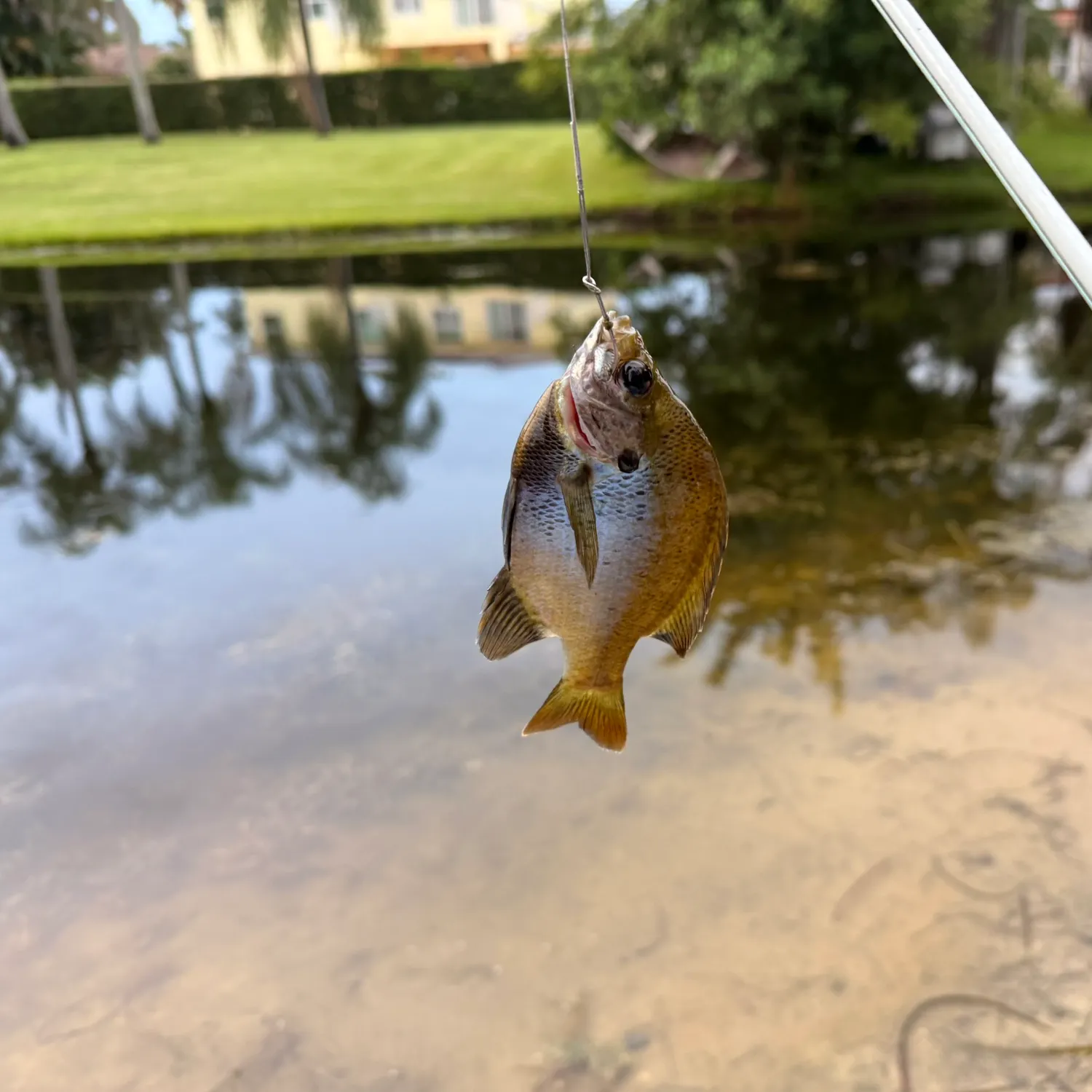 Bluegill caught on Fishbrain