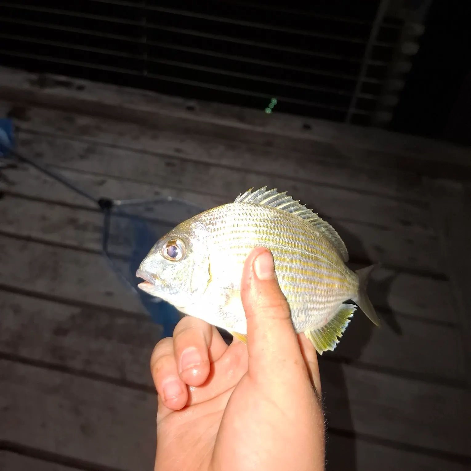 Goldlined seabream caught on Fishbrain