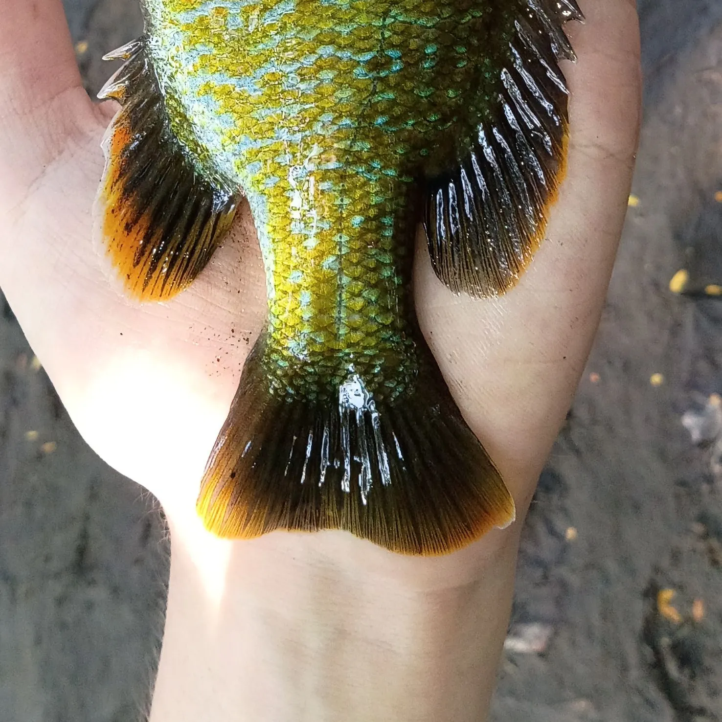 Greengill hybrid caught on Fishbrain