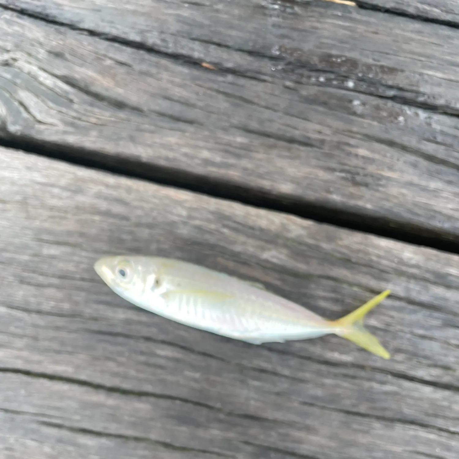 The most recent Southern yellowtail amberjack catches on Fishbrain