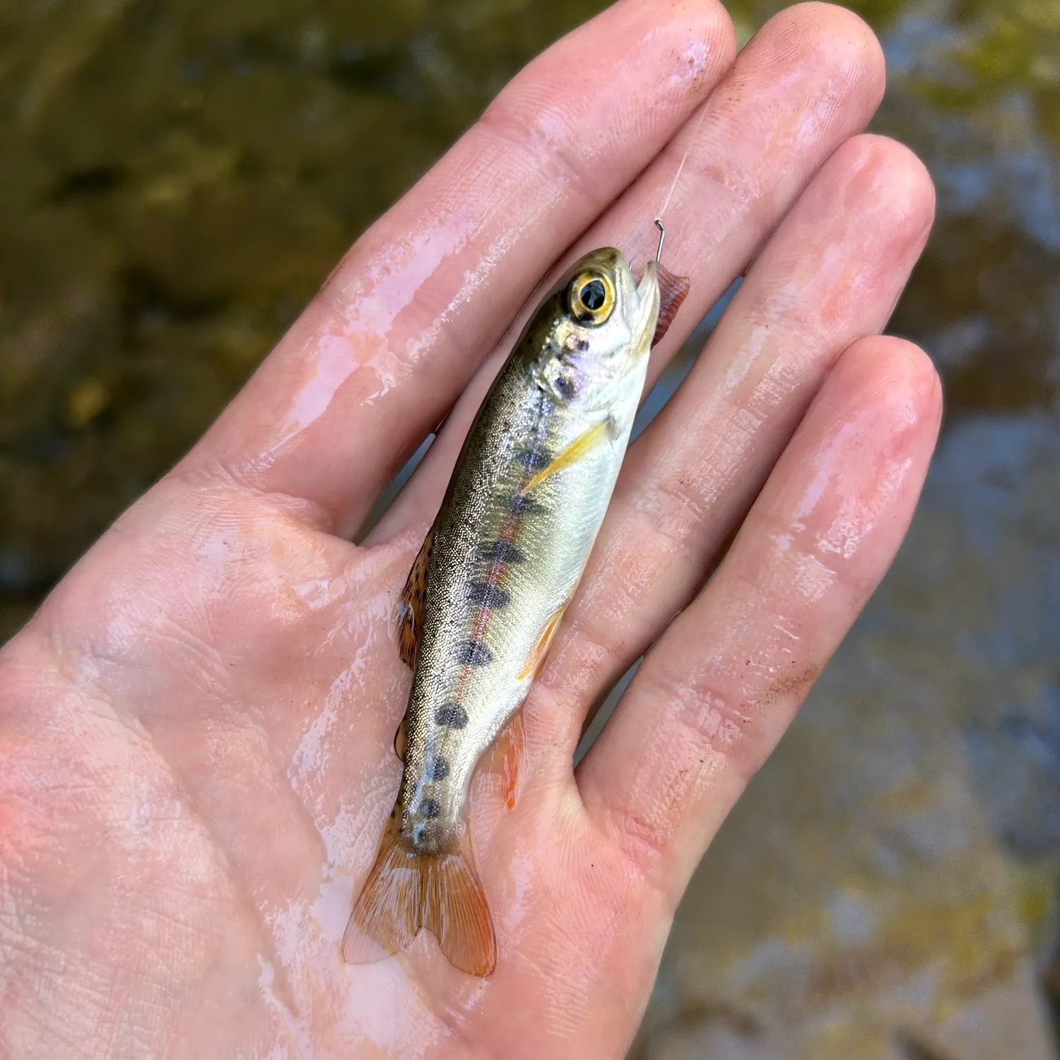 Rainbow trout caught on Fishbrain