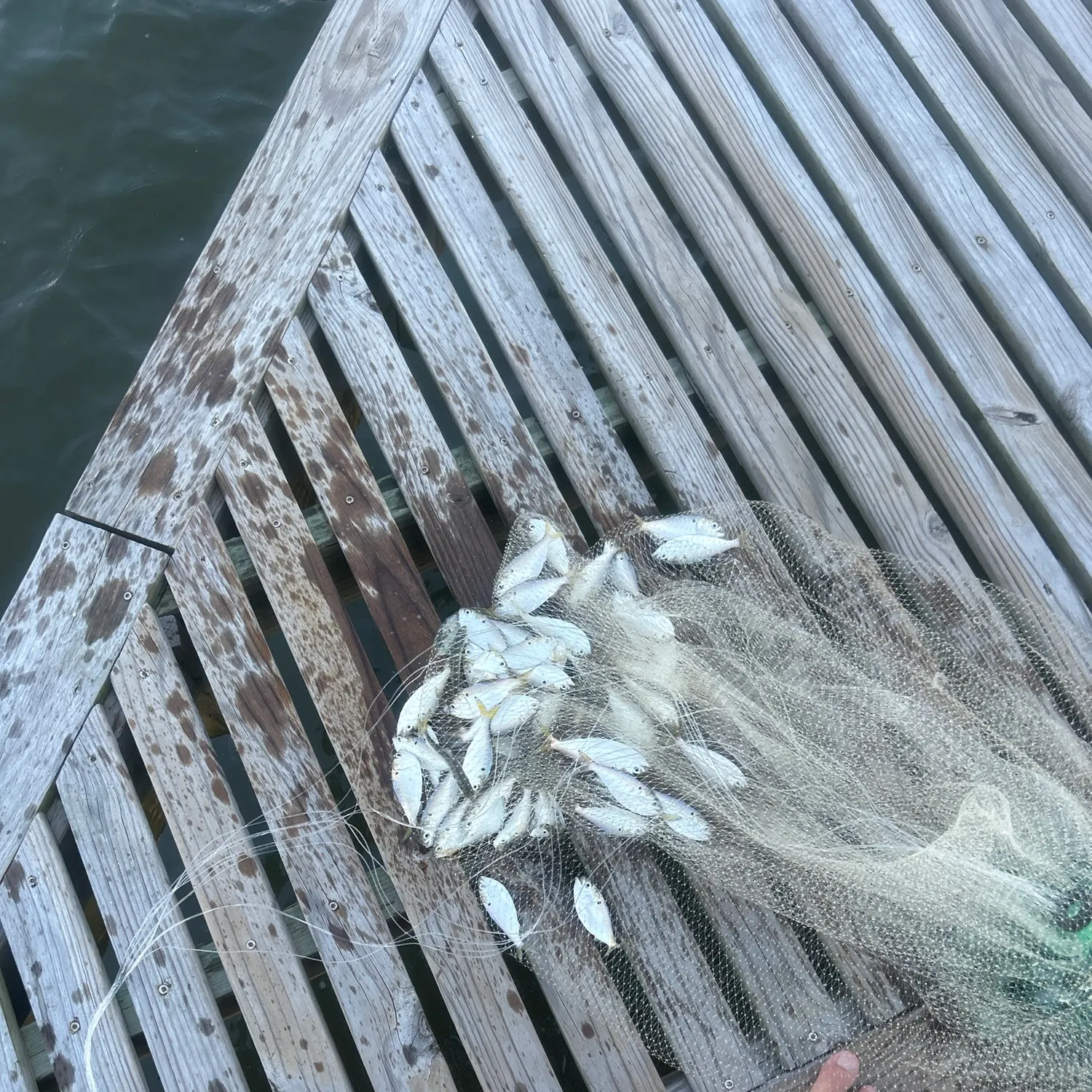 The most recent Greenback horse mackerel catches on Fishbrain