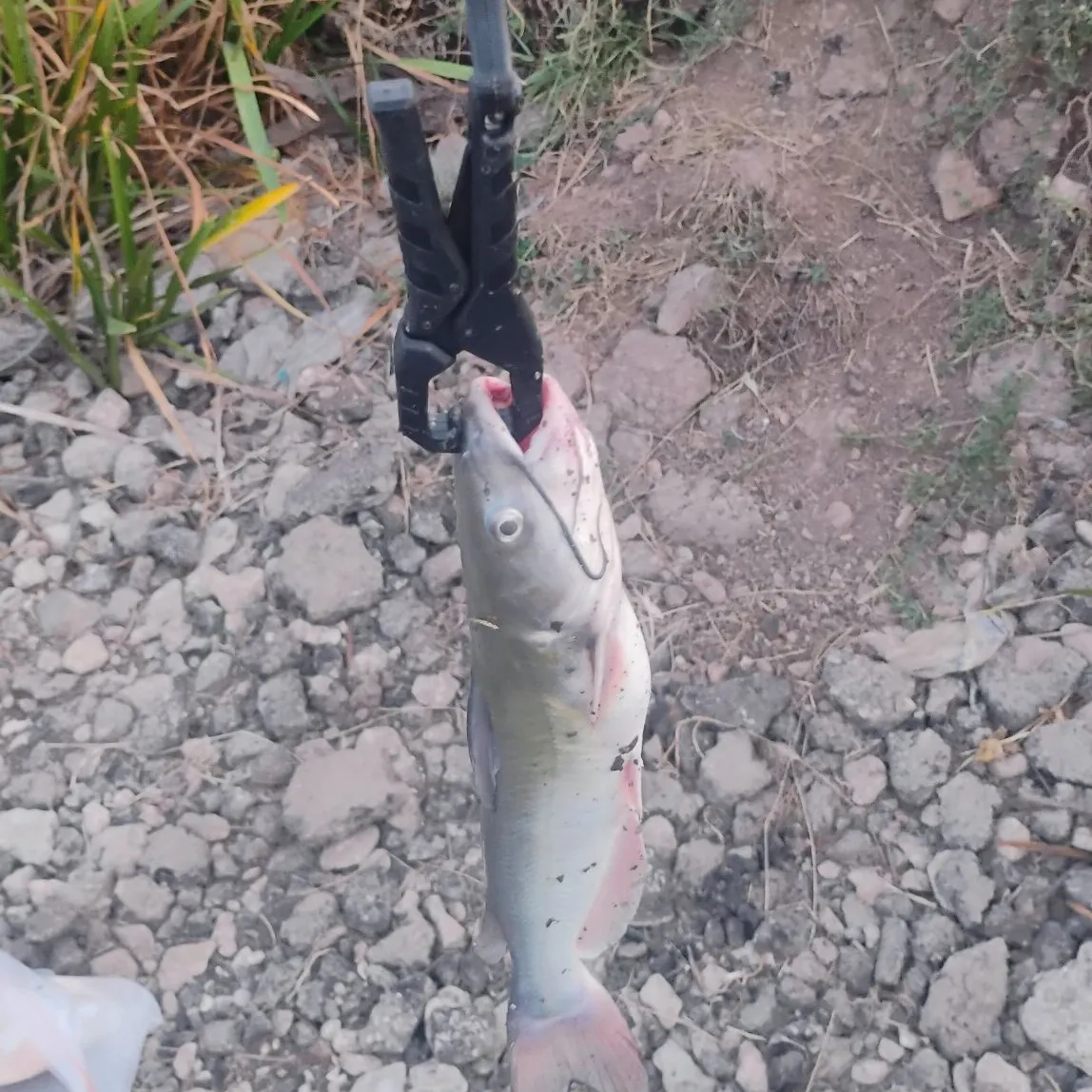 Channel catfish caught on Fishbrain