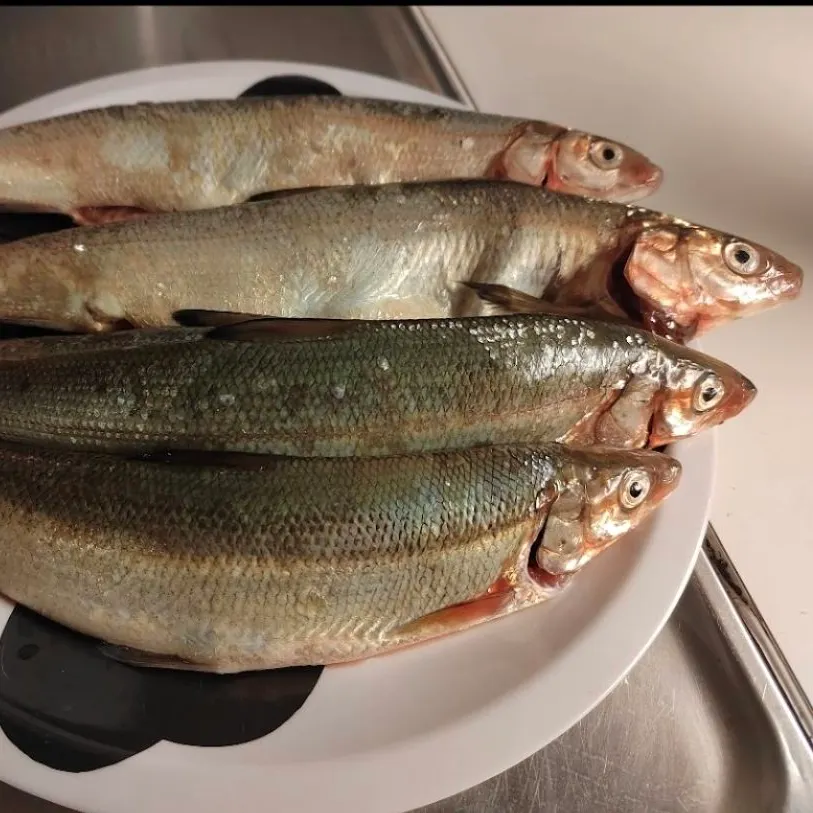 The most recent European whitefish catches on Fishbrain