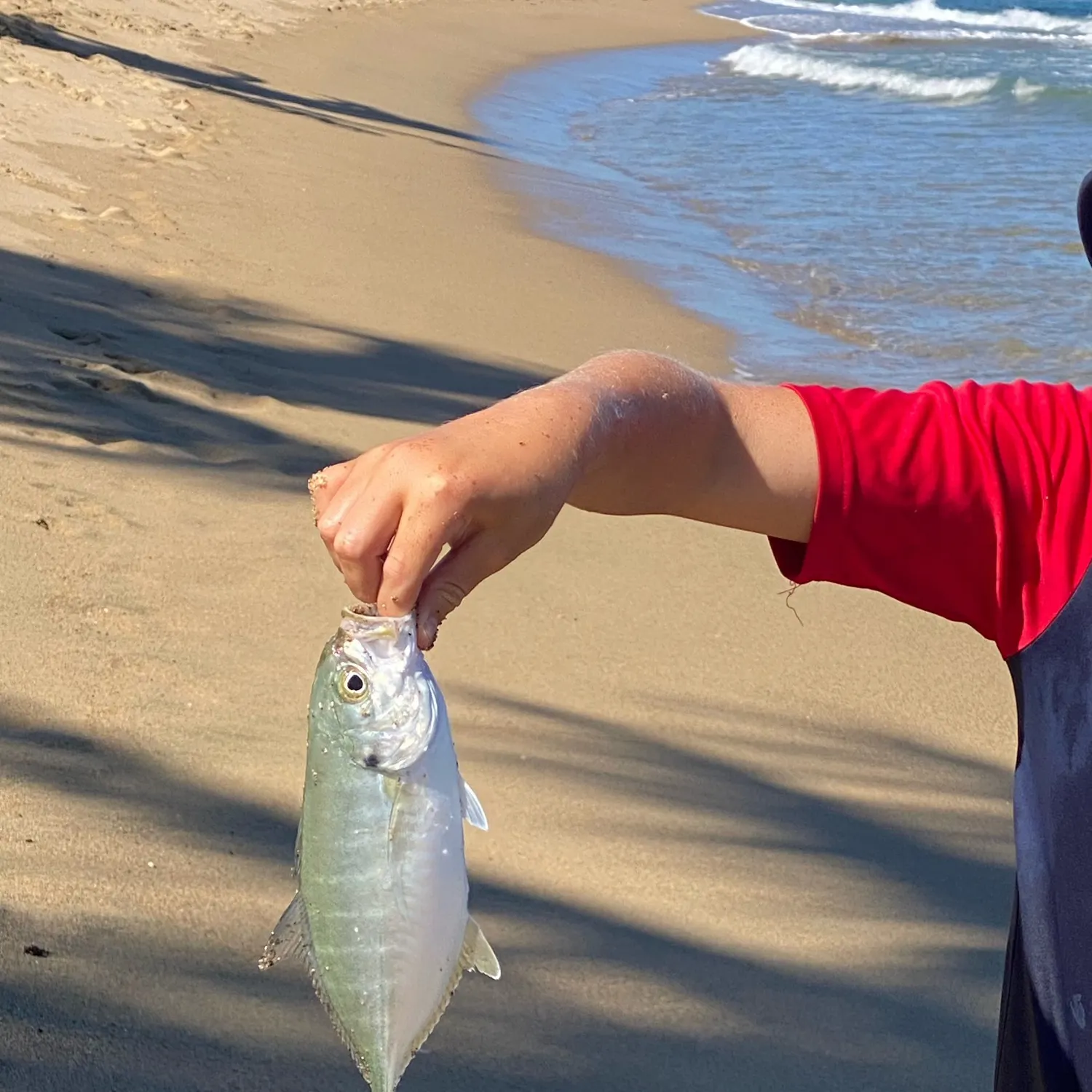 The most recent Blue runner catches on Fishbrain