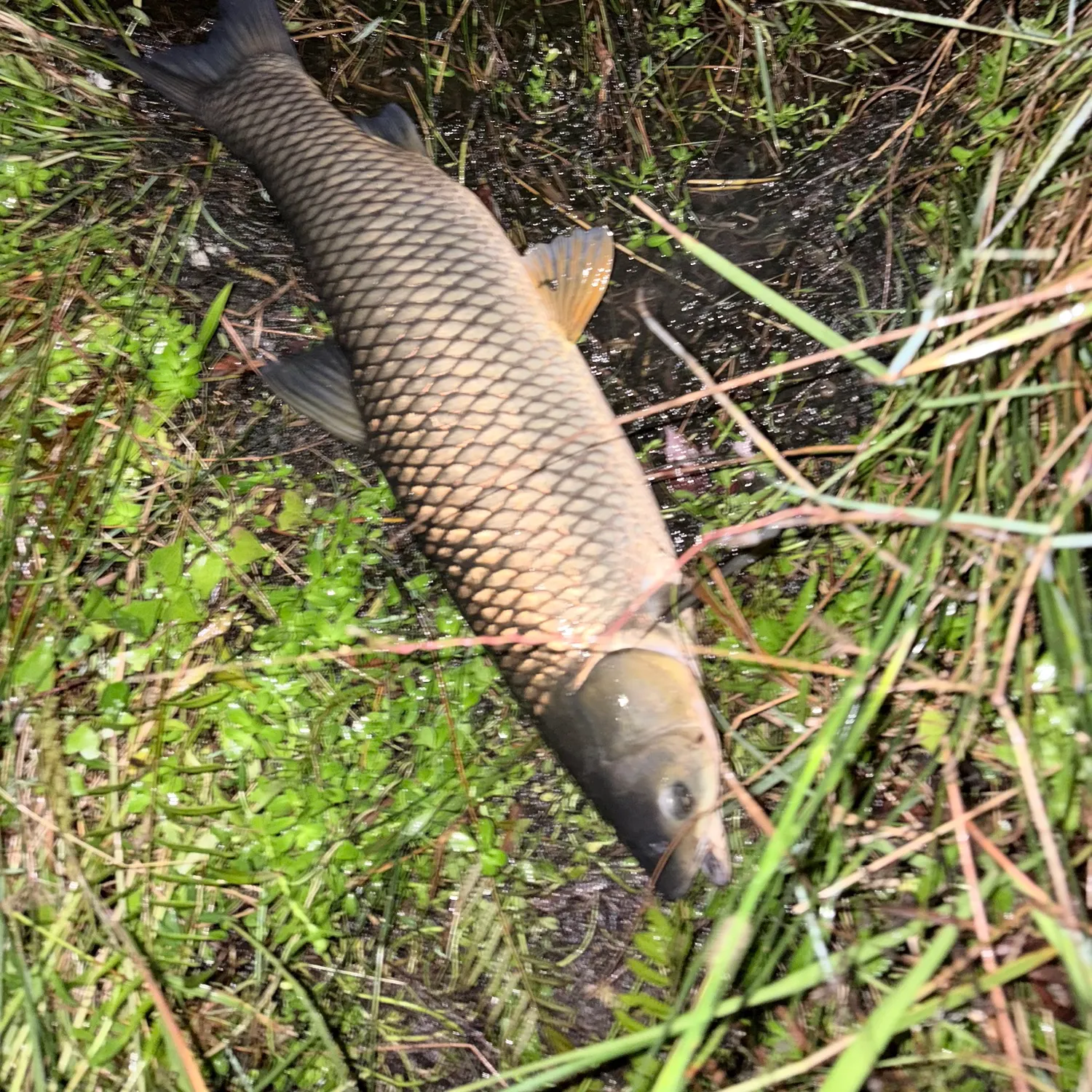 Grass carp caught on Fishbrain