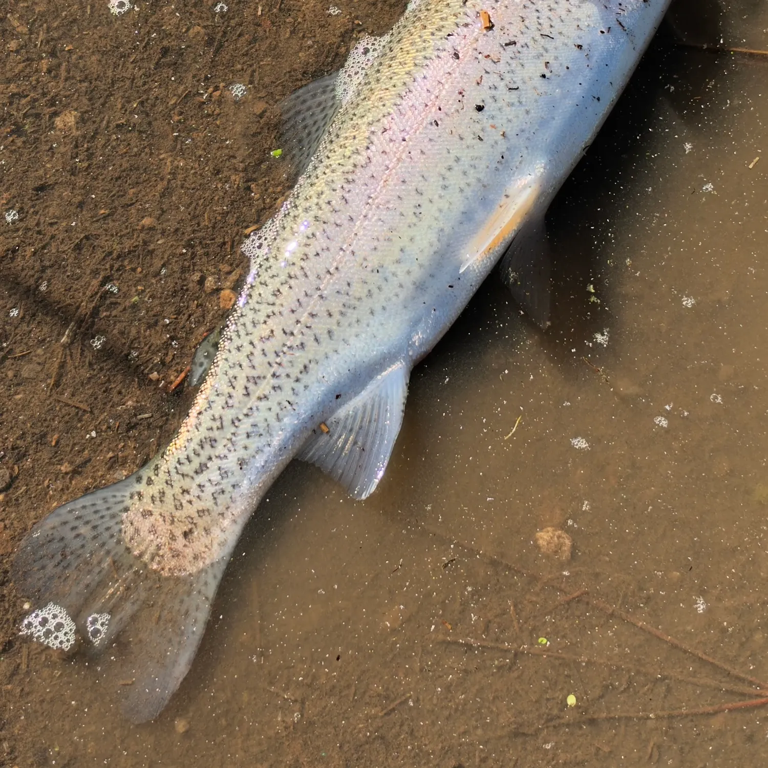 Rainbow trout caught on Fishbrain