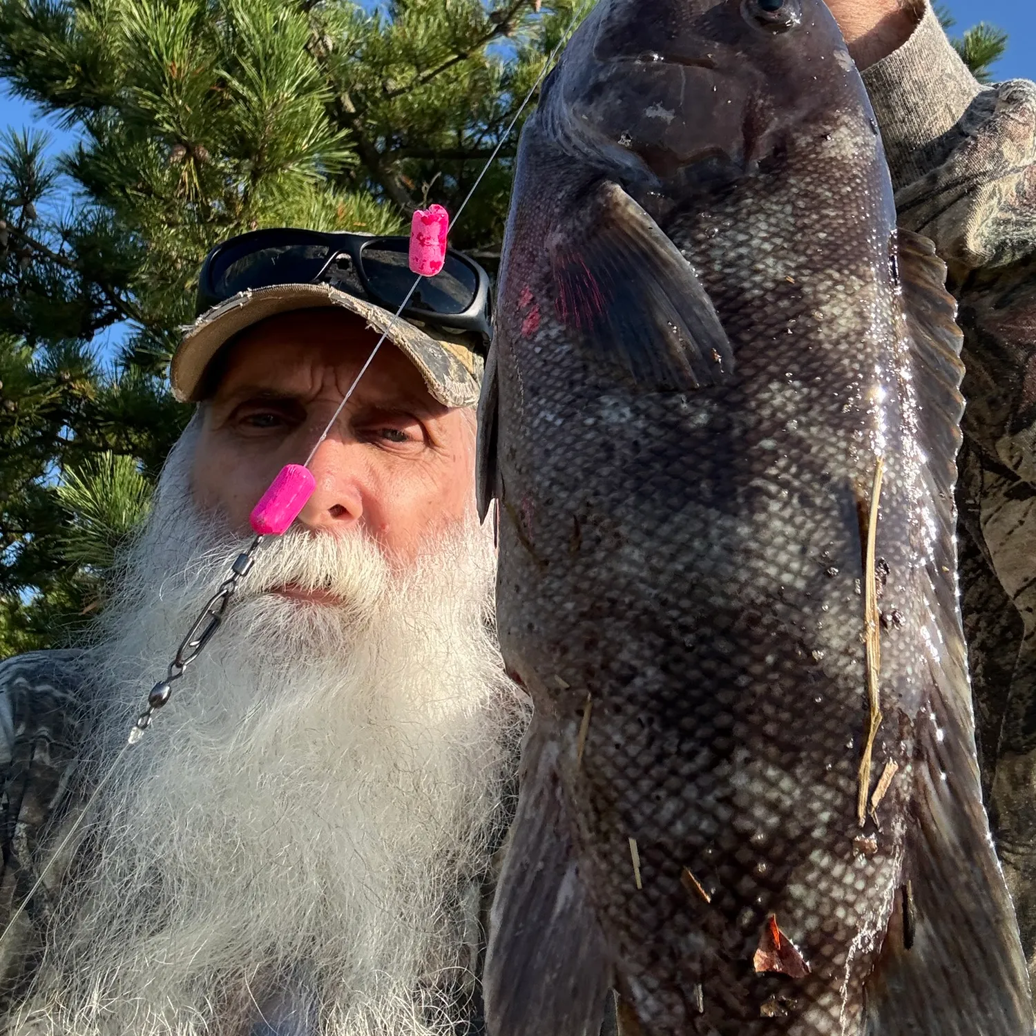 Tautog caught on Fishbrain