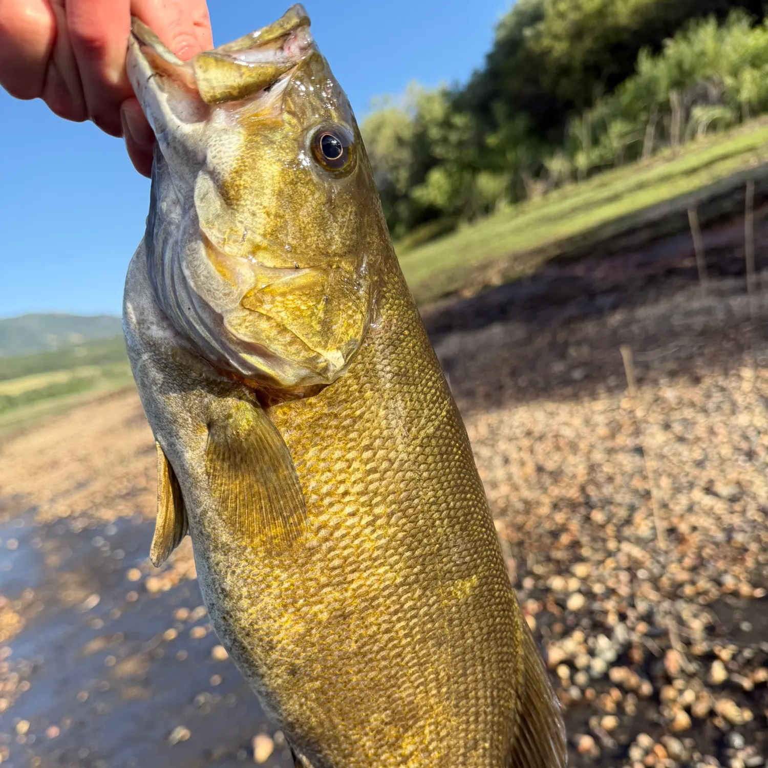The most recent Smallmouth bass catches on Fishbrain