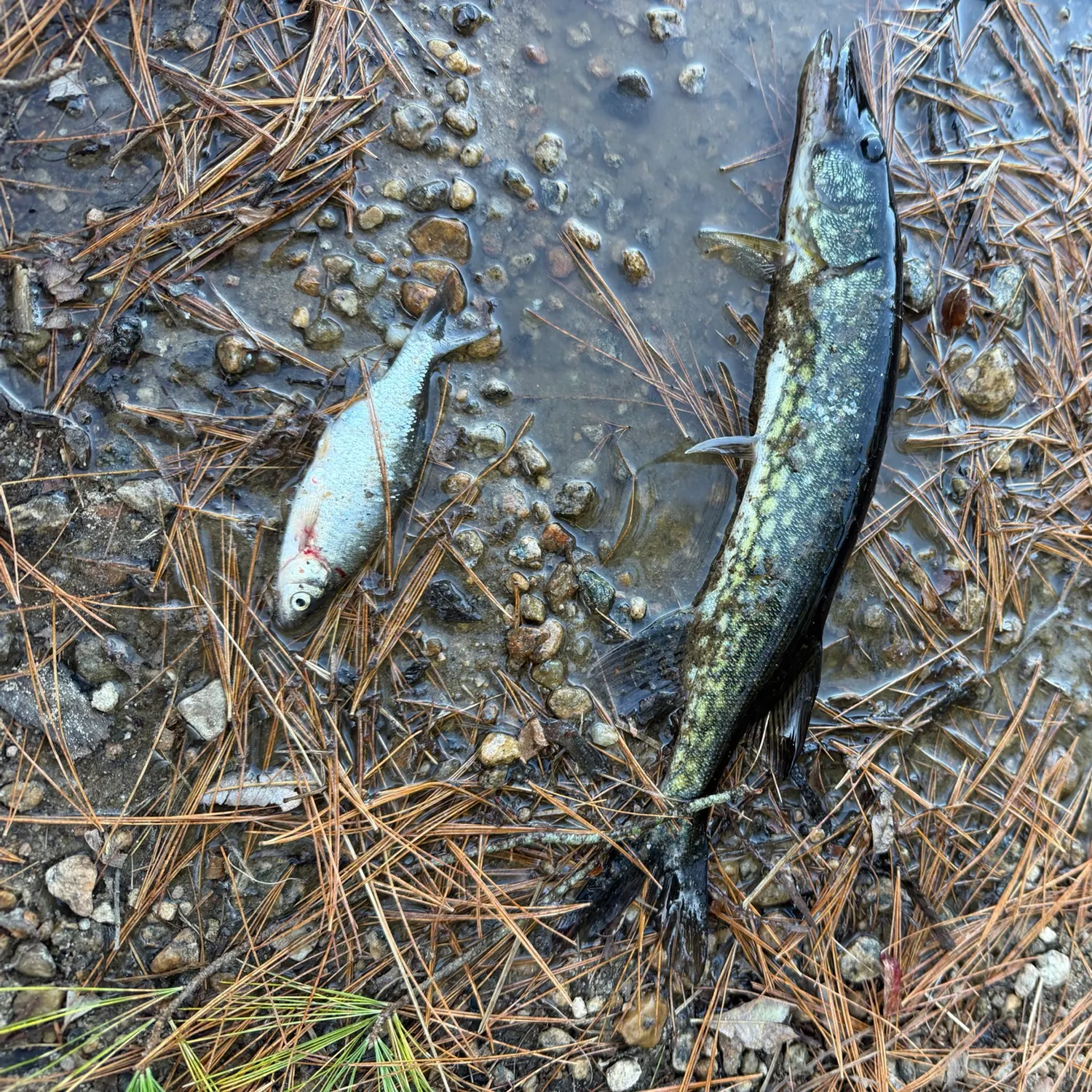 Chain pickerel caught on Fishbrain