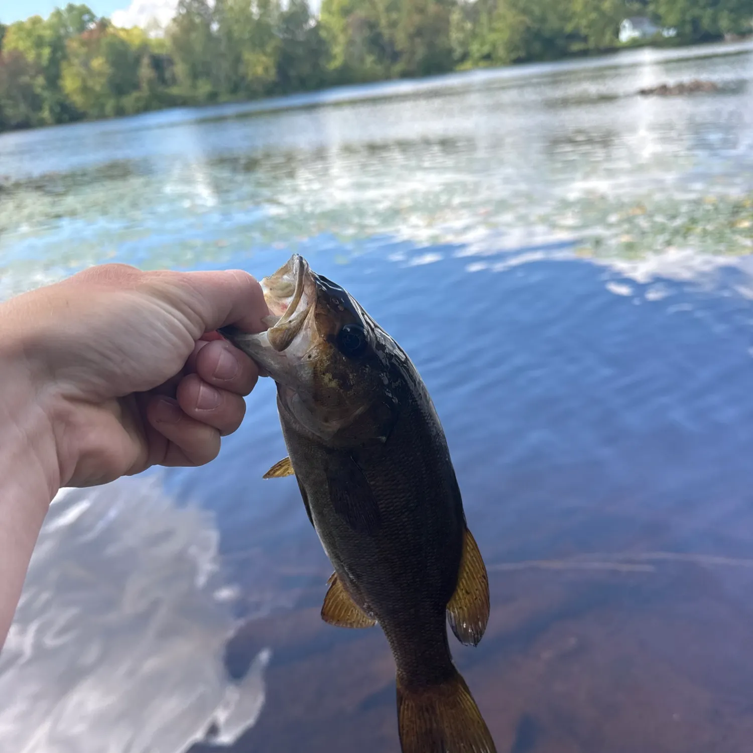 Smallmouth bass caught on Fishbrain