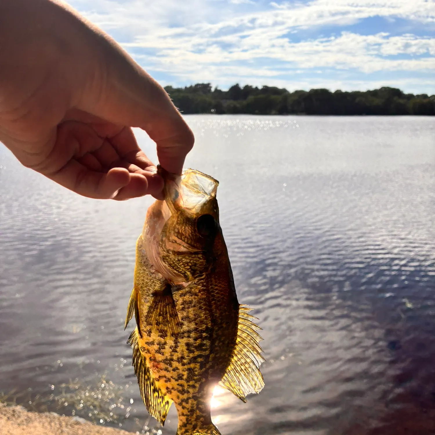 Black crappie caught on Fishbrain