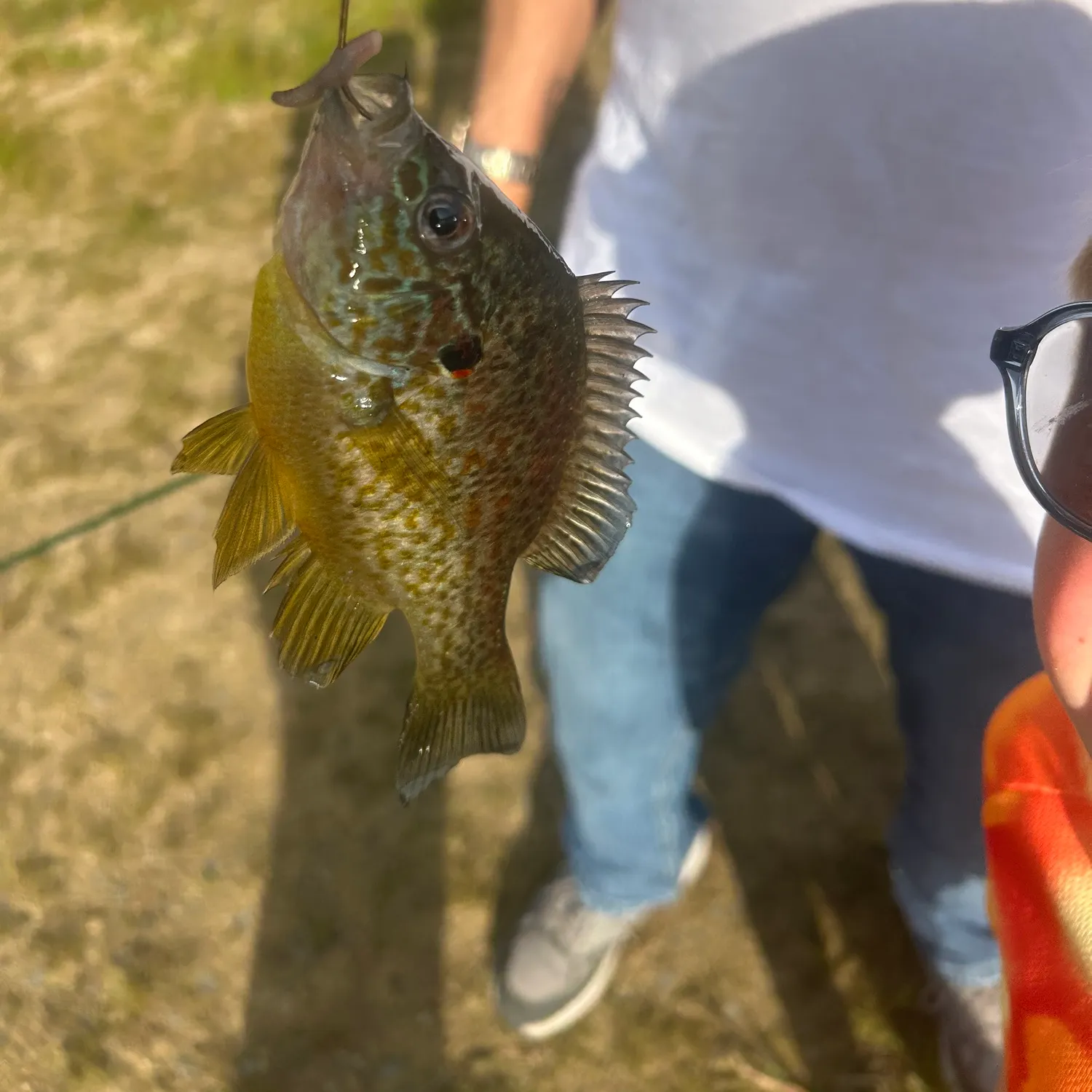 Pumpkinseed caught on Fishbrain