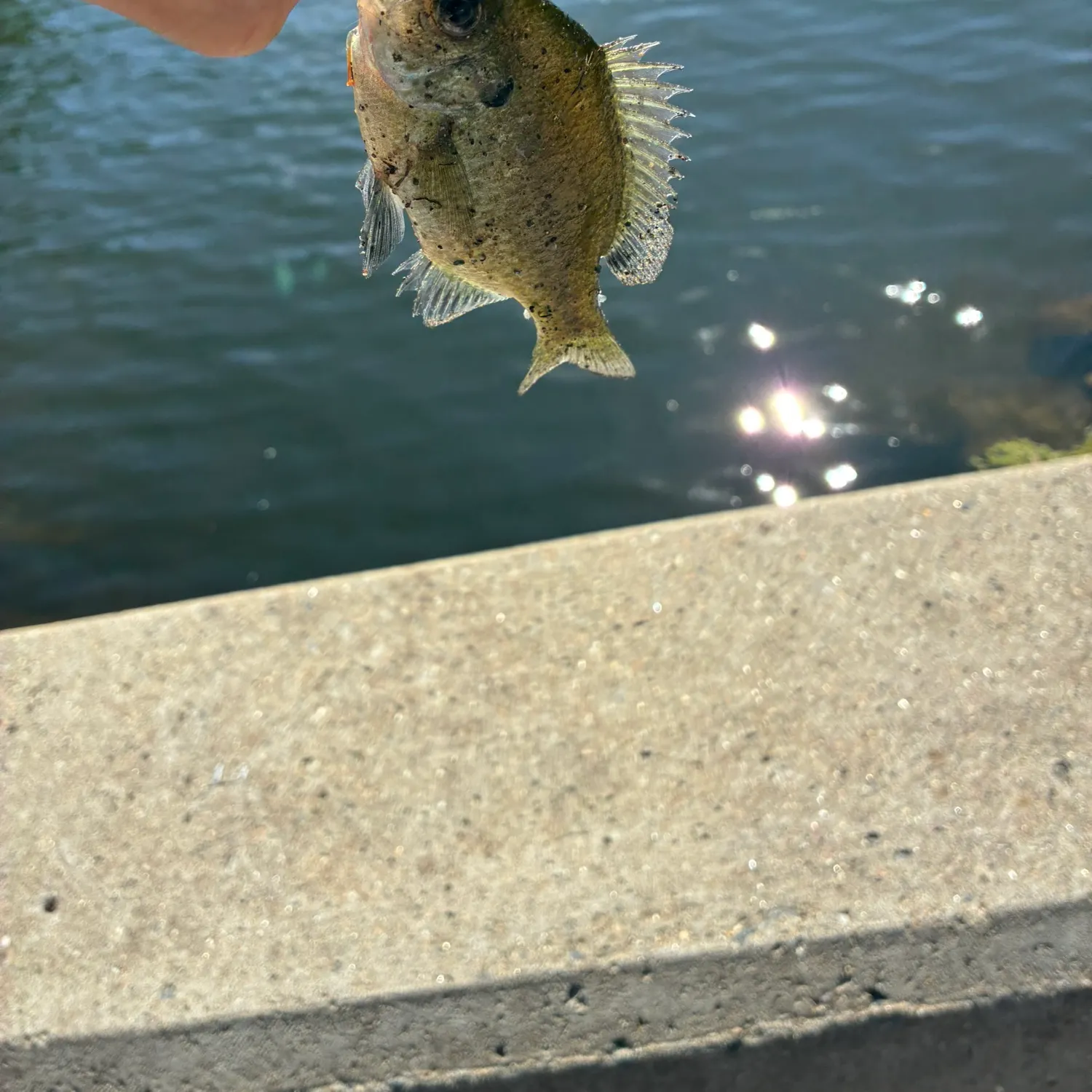 Bluegill caught on Fishbrain