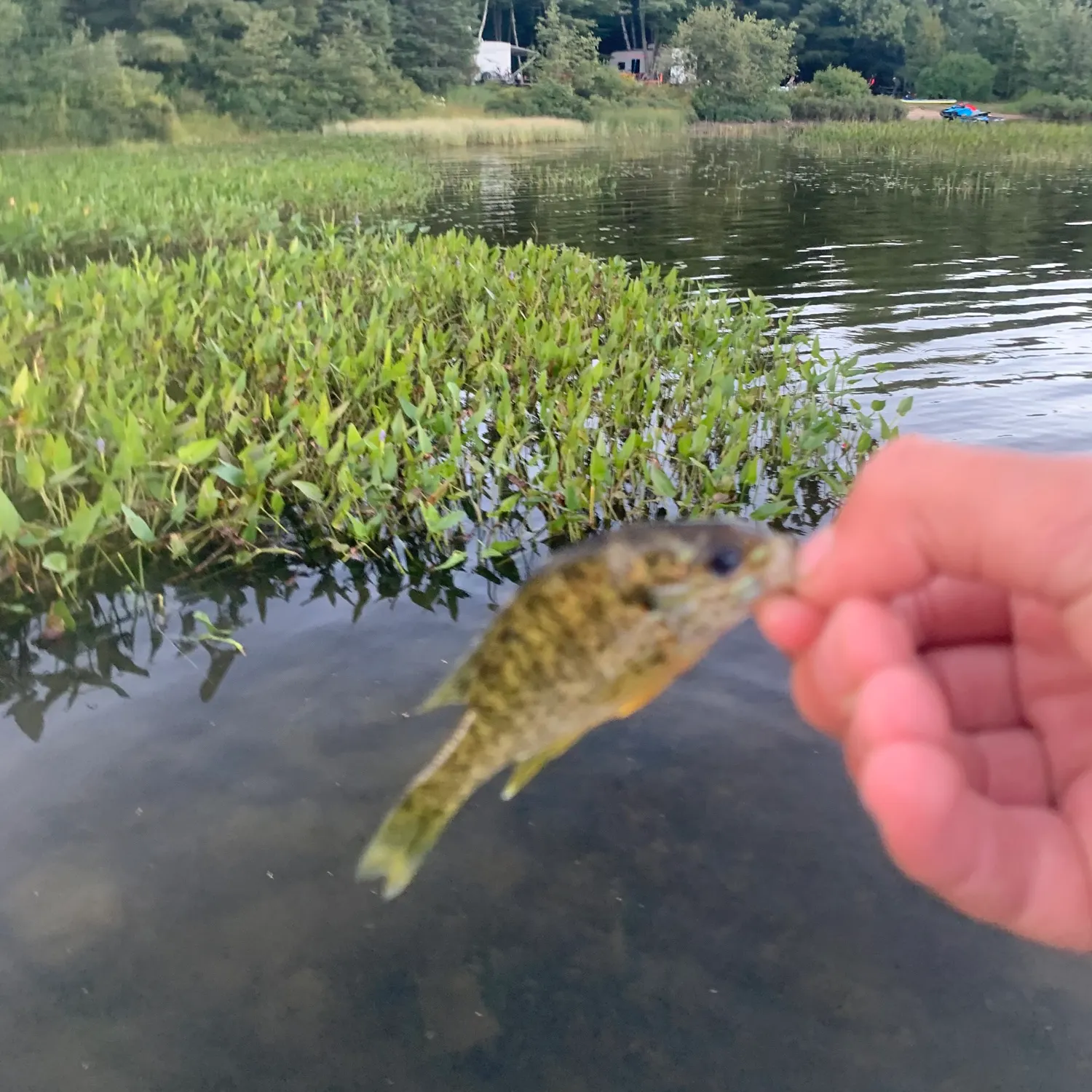 Bluegill caught on Fishbrain