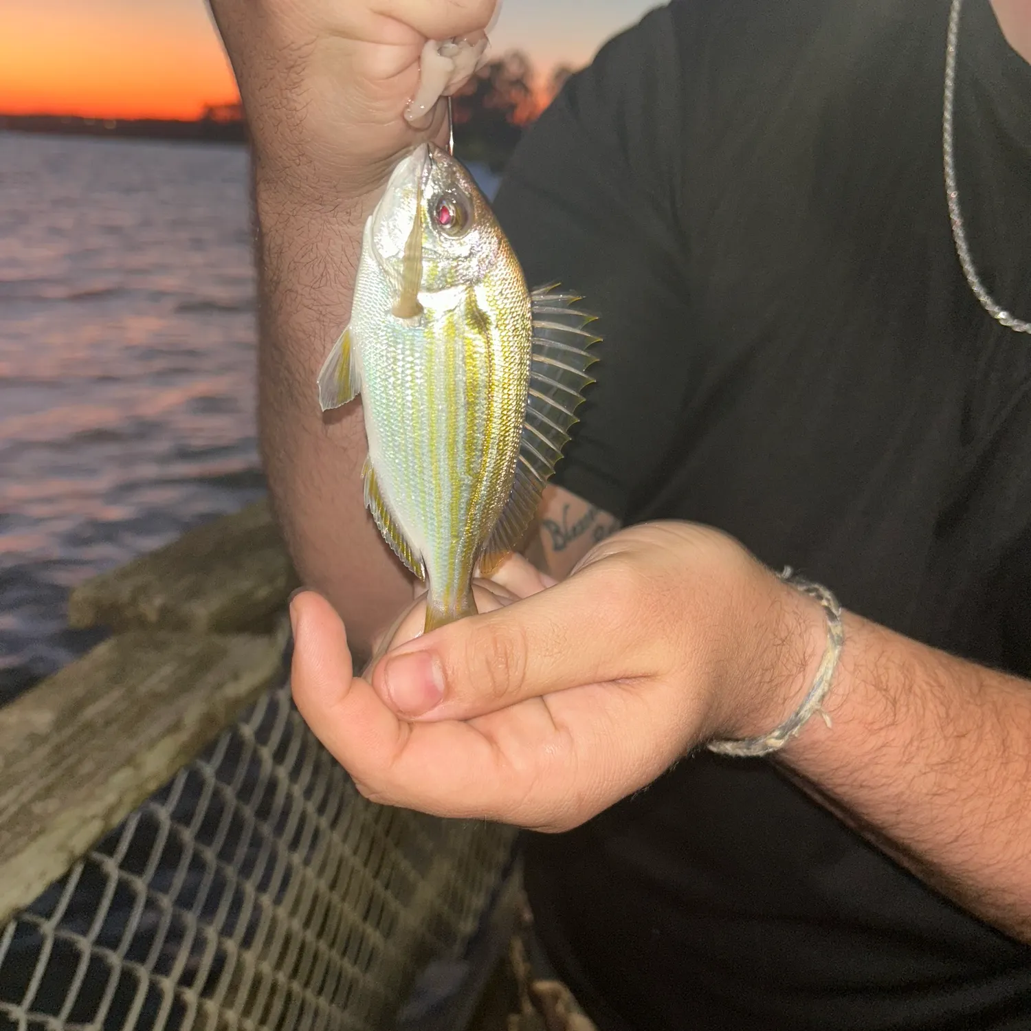 The most recent Pinfish catches on Fishbrain