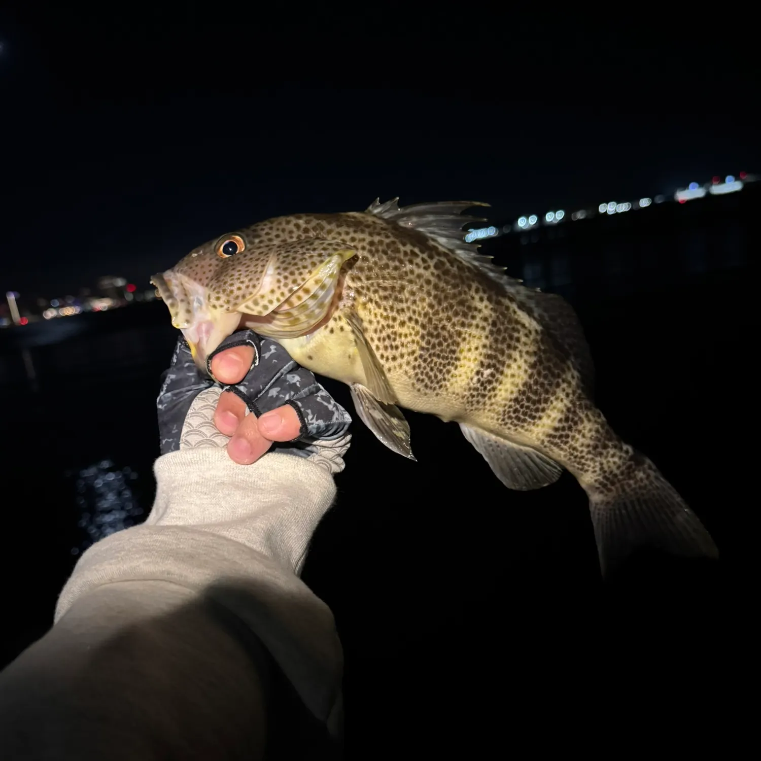 The most recent Spotted sand bass catches on Fishbrain