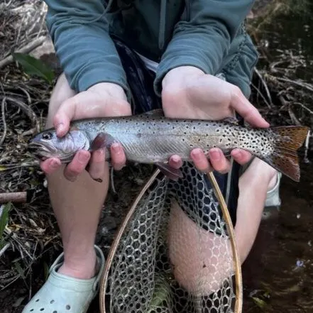 The most recent Cutthroat trout catches on Fishbrain