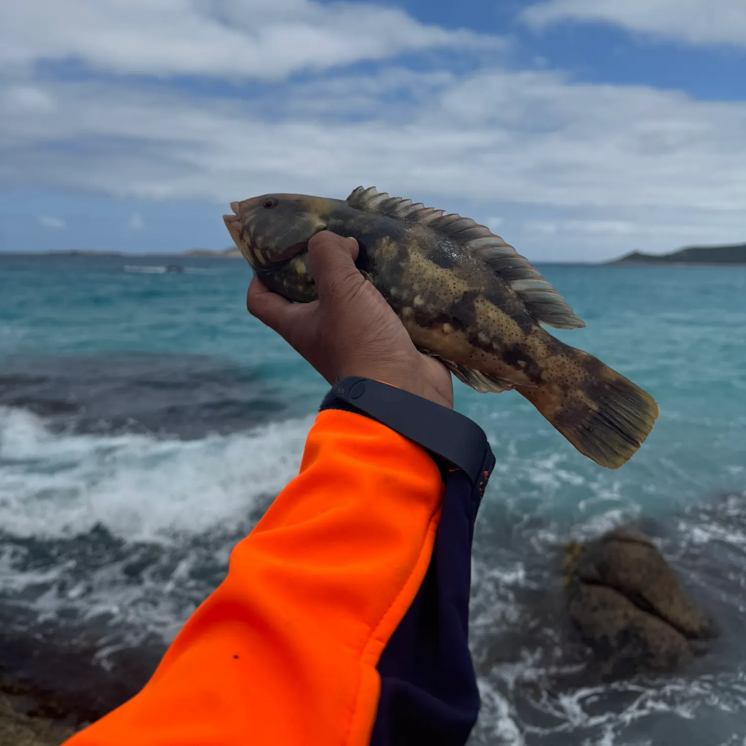 The most recent Brownspotted wrasse catches on Fishbrain