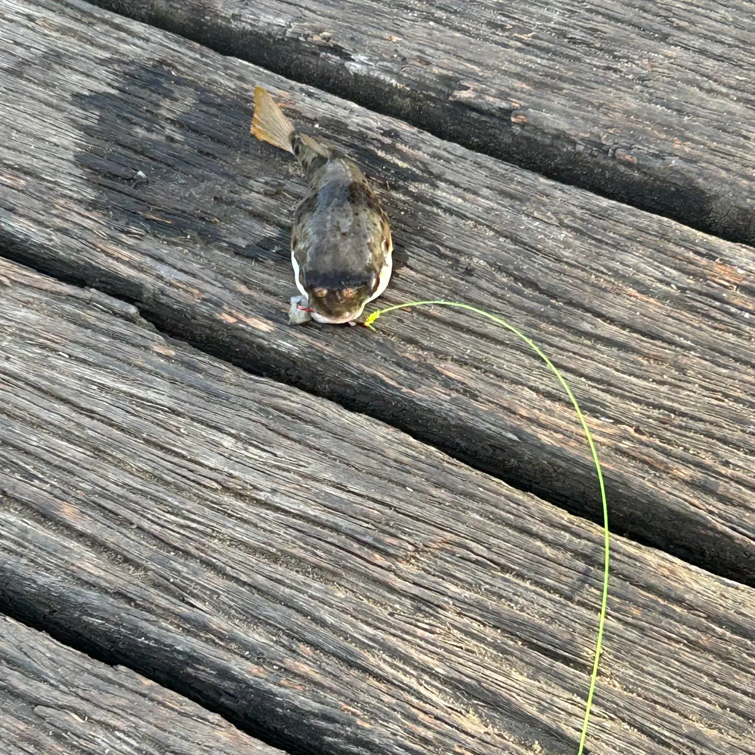 Spotted green pufferfish caught on Fishbrain