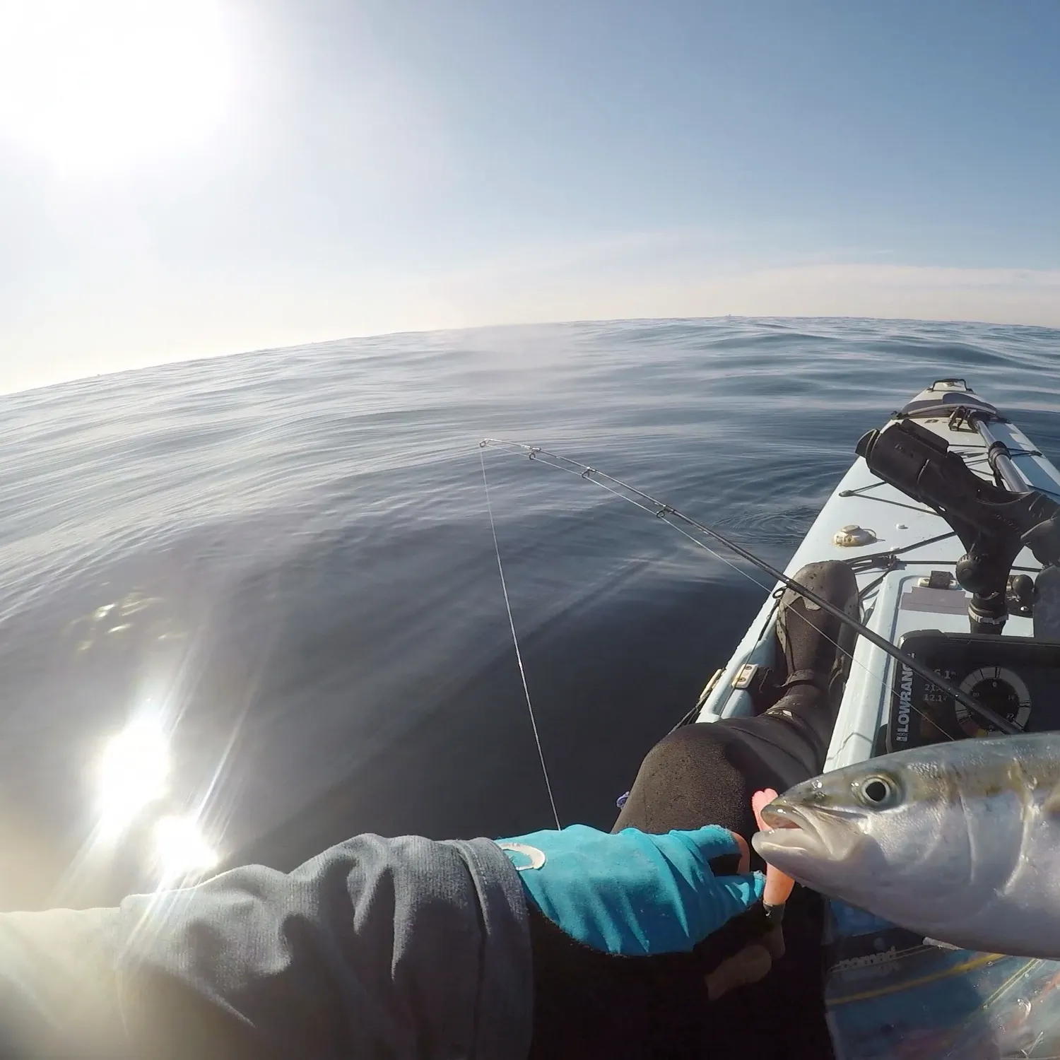 The most recent Southern yellowtail amberjack catches on Fishbrain