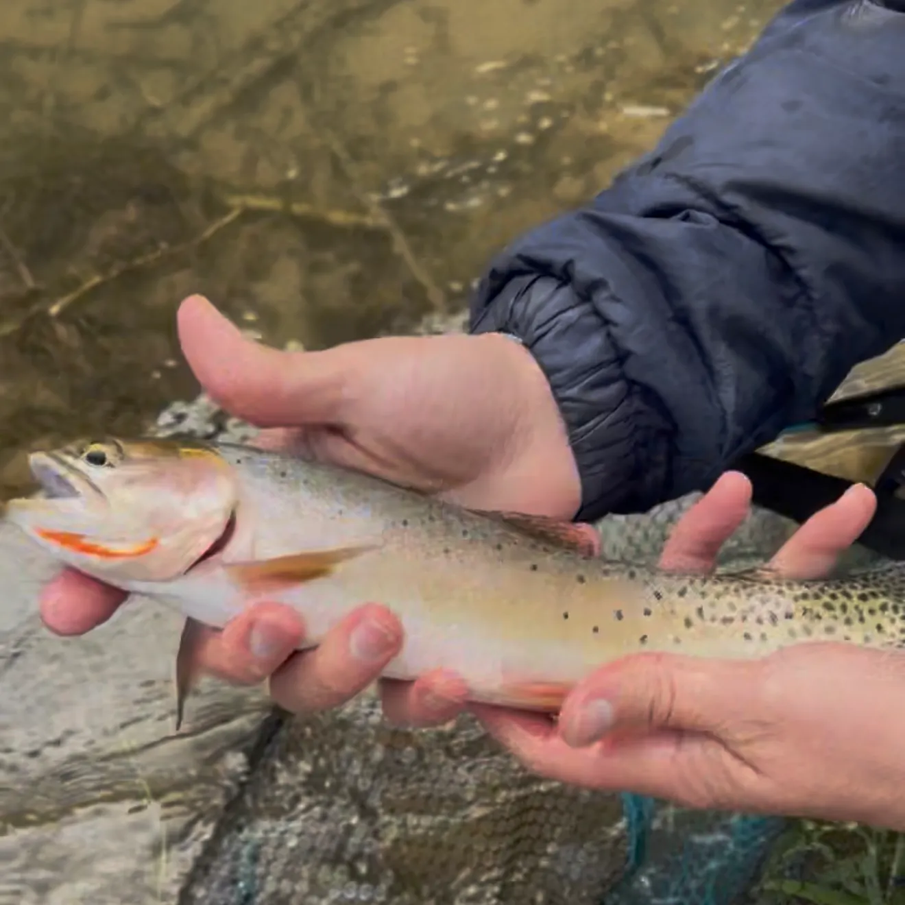 Colorado river cutthroat trout caught on Fishbrain